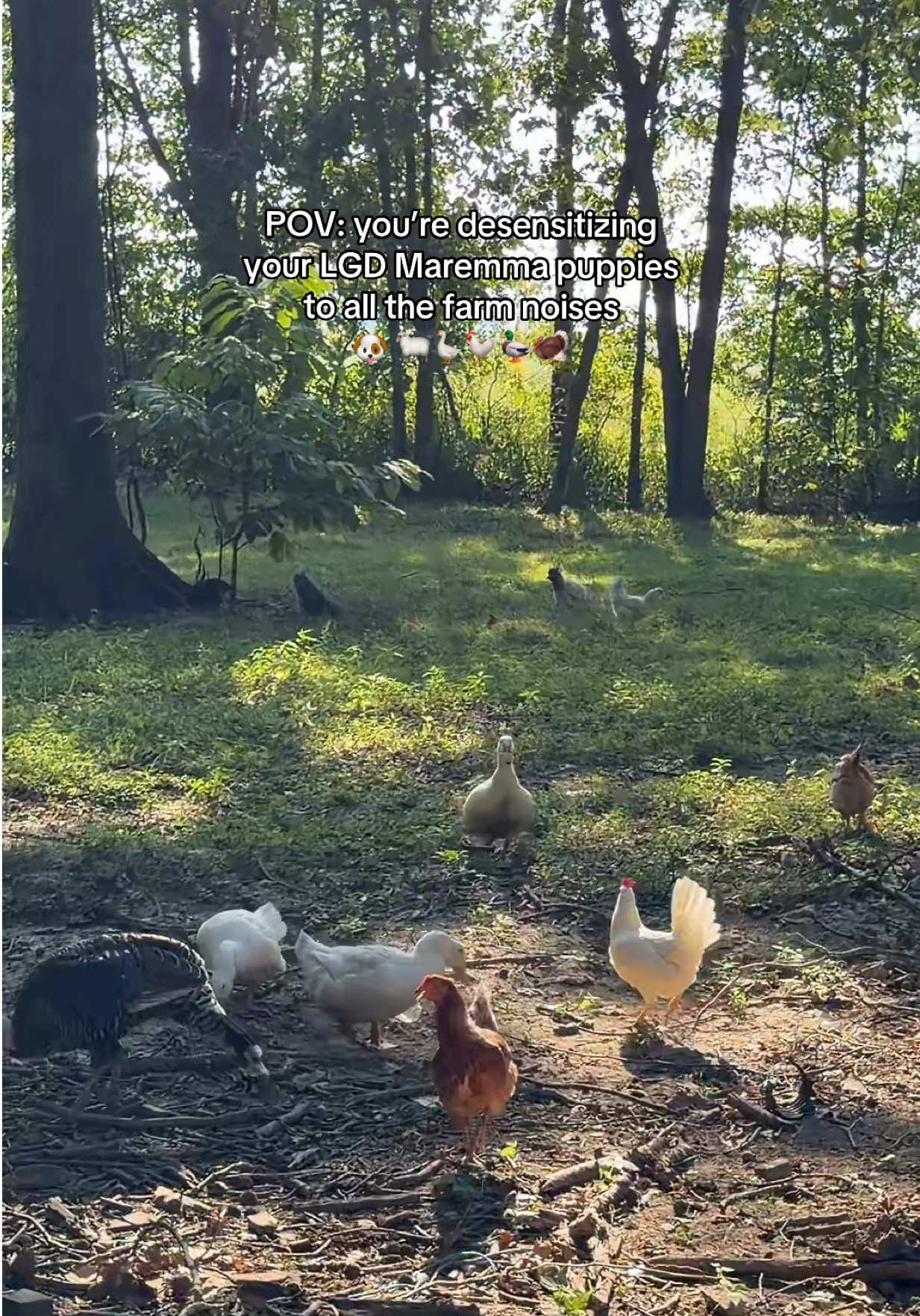 @Haley The Homesteader