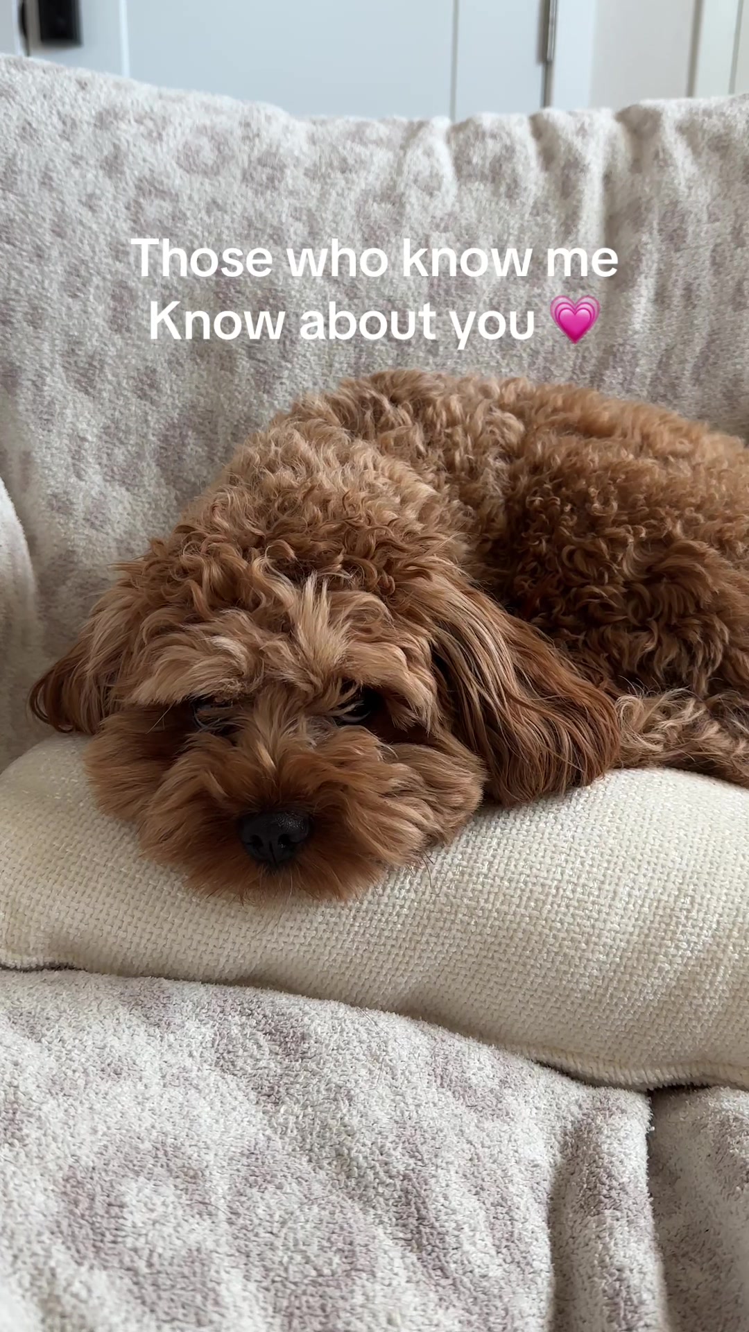 @Leo the Cavapoo