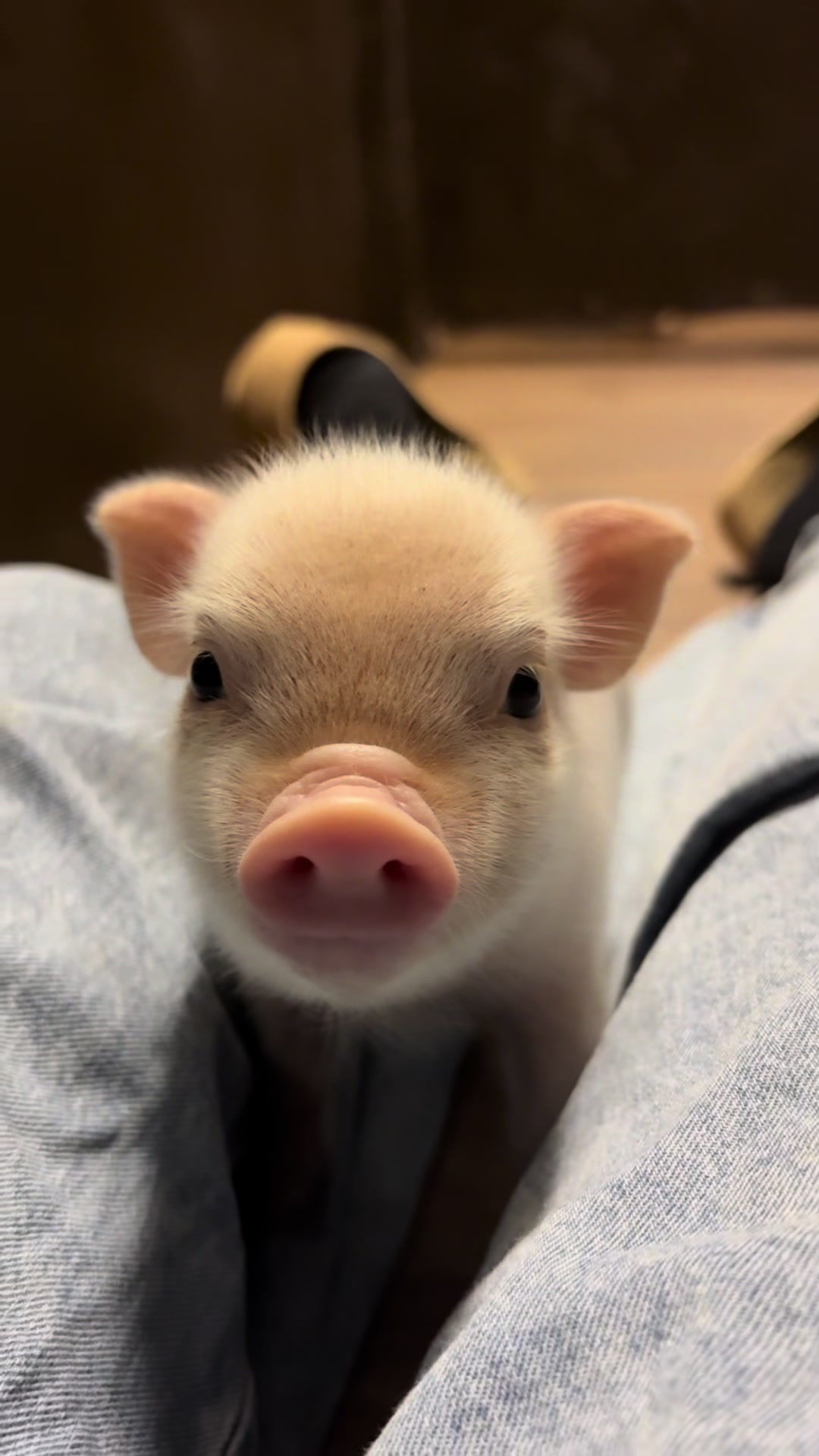 @pignic
