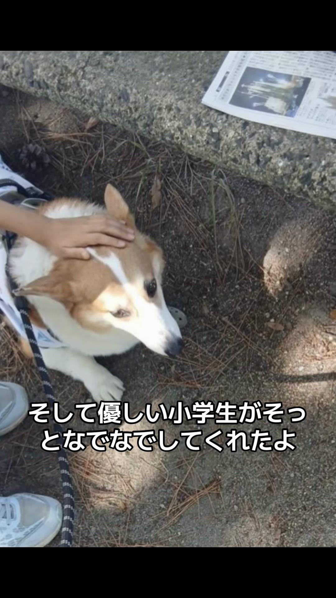 @コーギー犬のホープくん