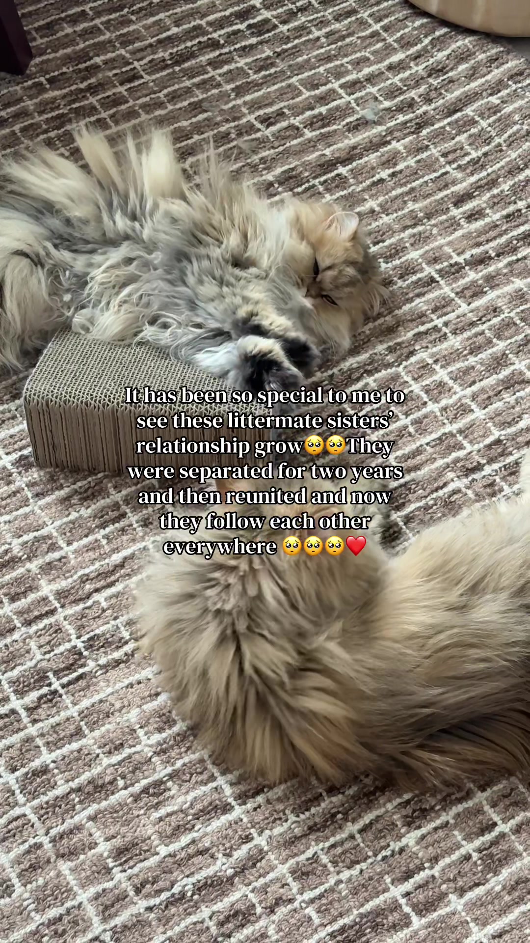 @🤍goldenkittyfam🤍