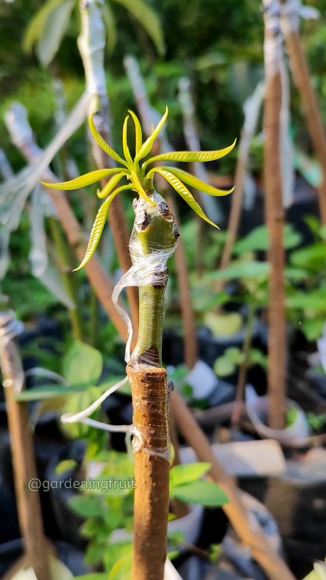 @GardeningFruits