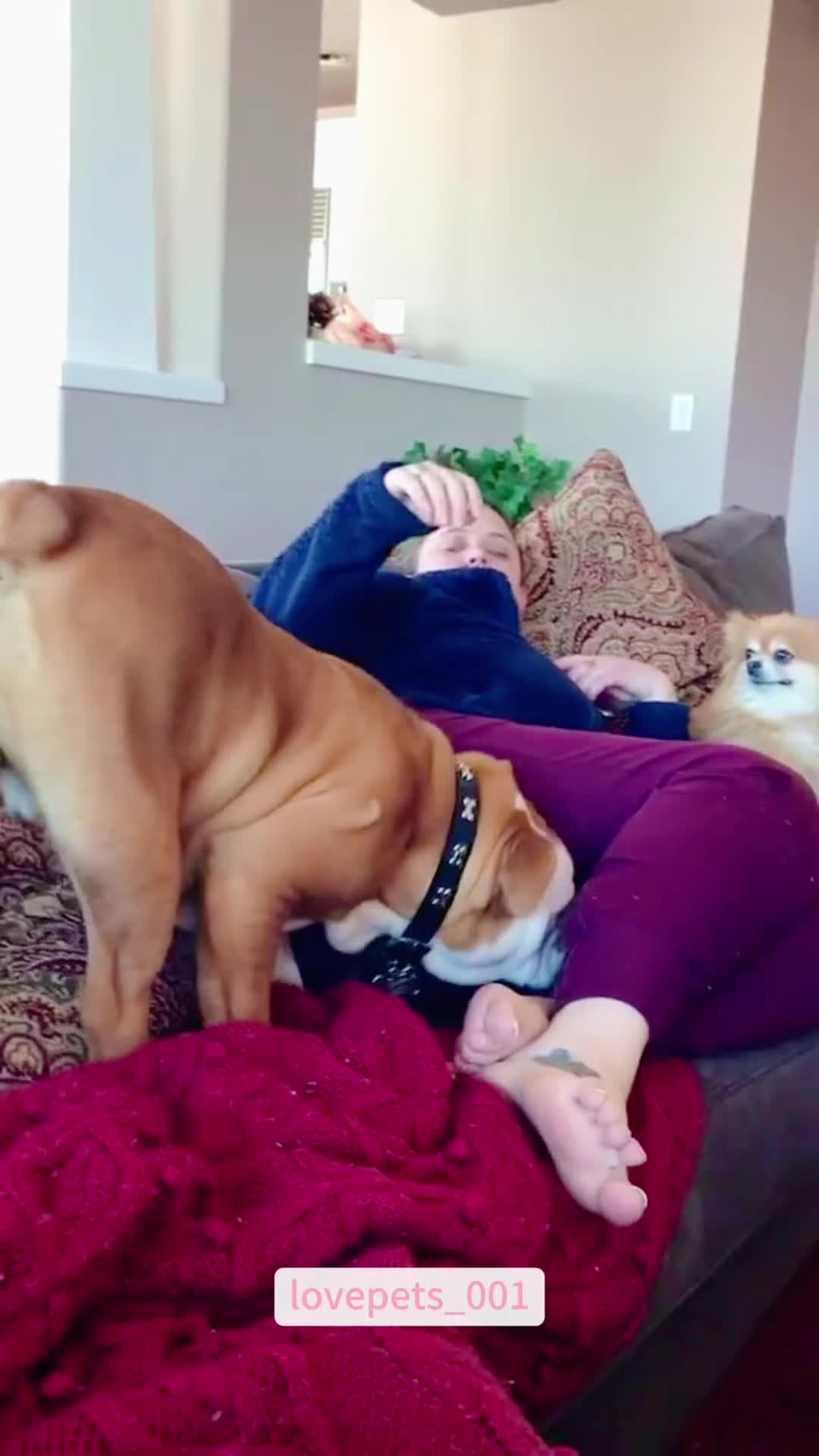 @lovepets_001