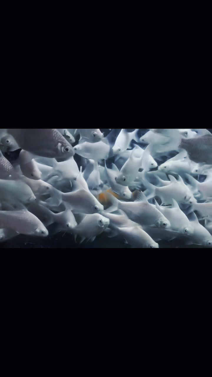 @網上看魚