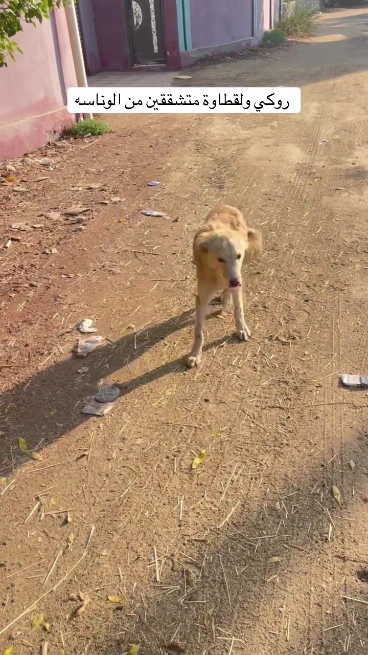 @ashkaltbiah
