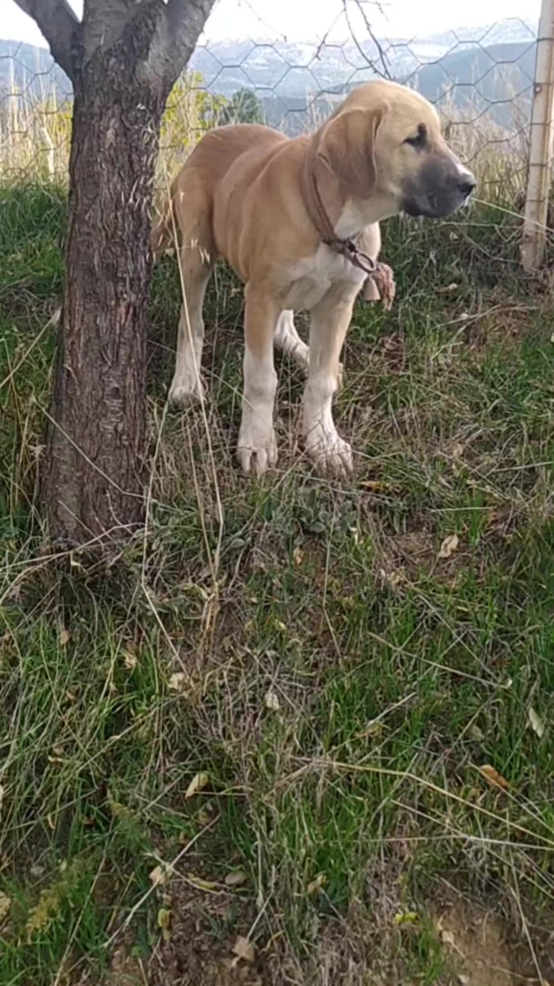 @Boz DAĞLI mmttnr Dev yarenleri