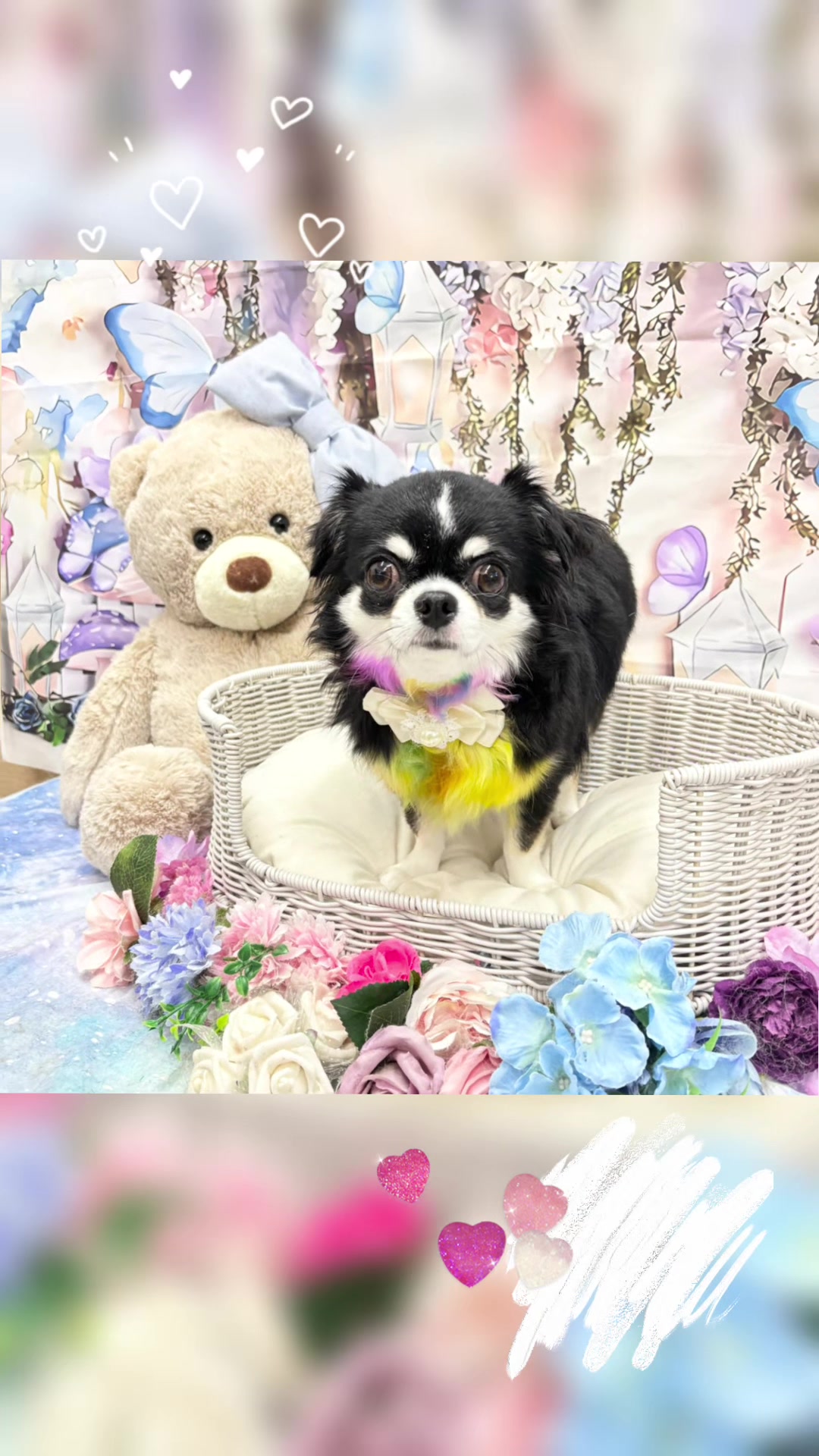 @petsalon_connect