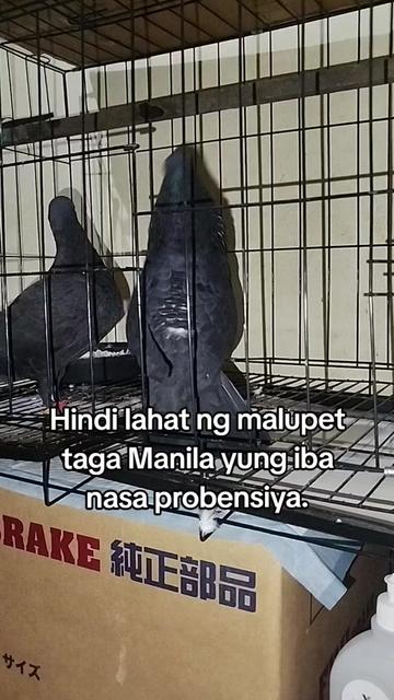 @KALAPATIDS SHOP 🕊️