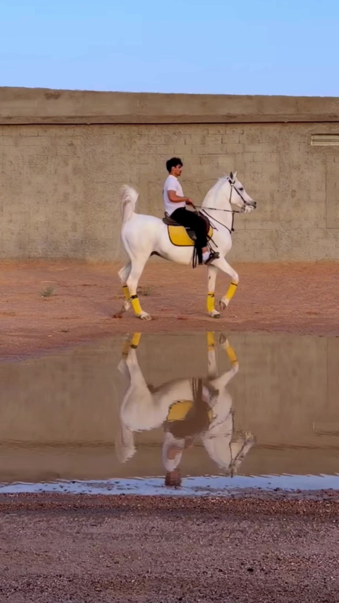 @عامر الشمري🐎