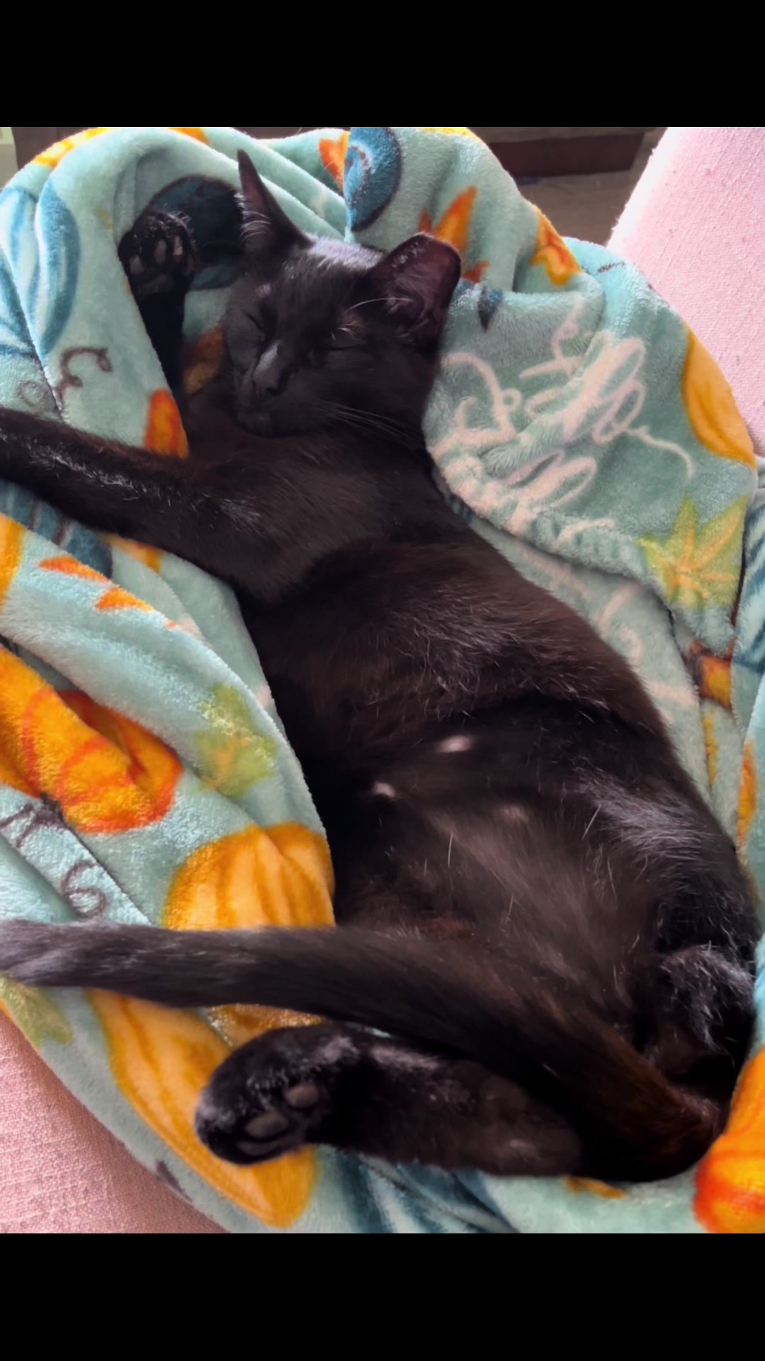 @dutch.vandercat