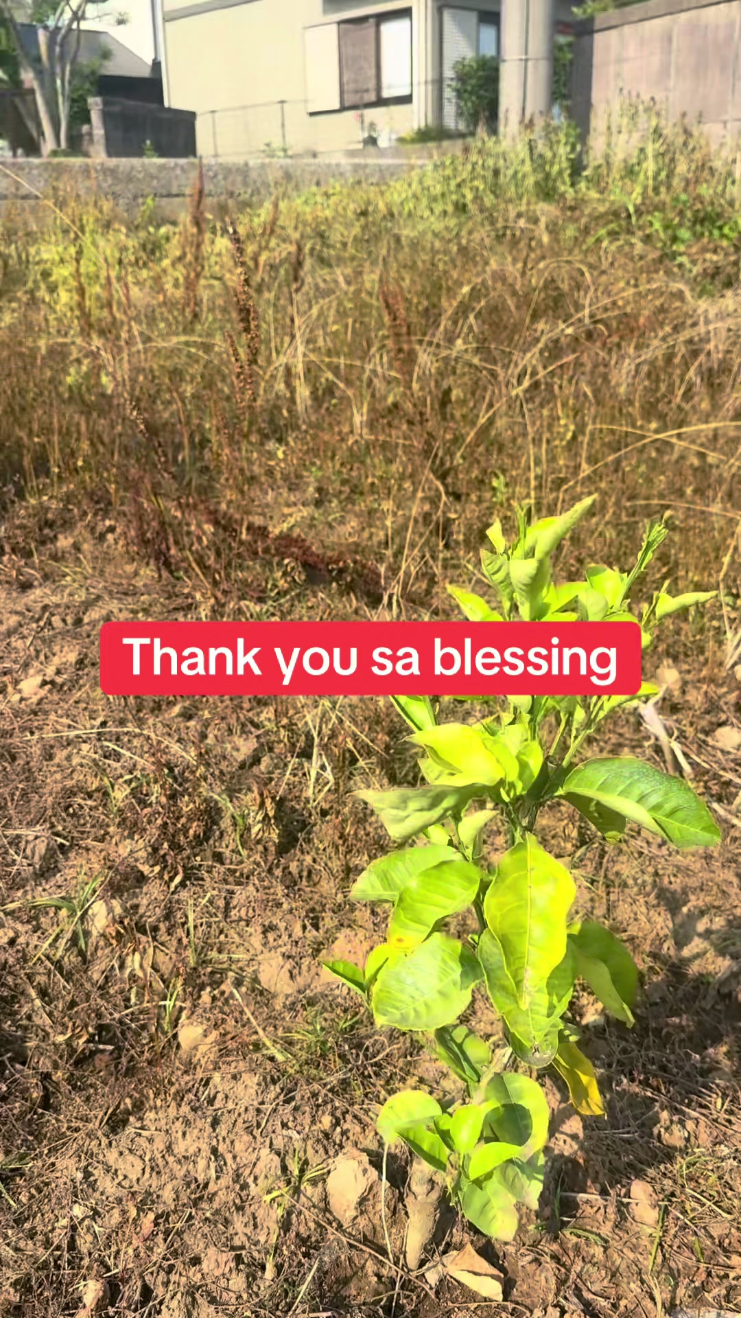@elizaiwao🇯🇵🇵🇭