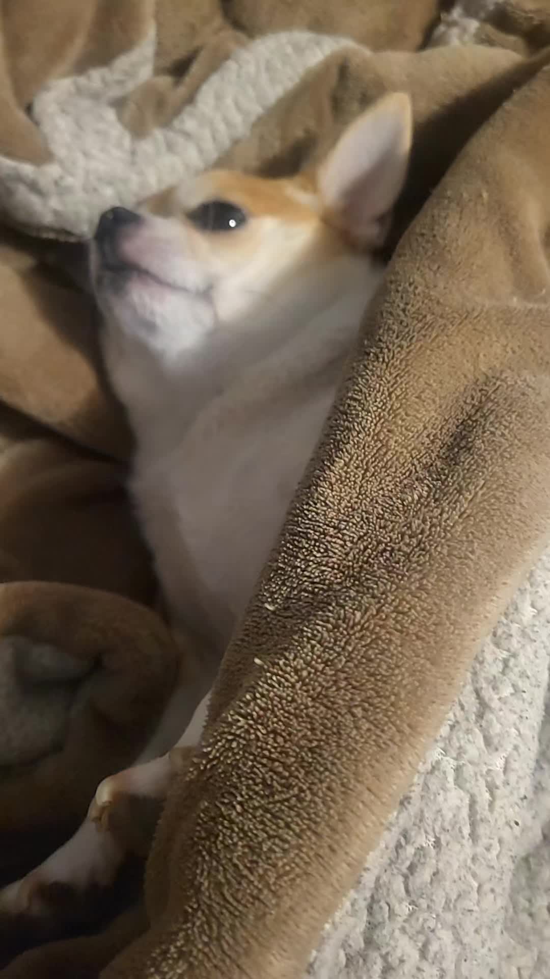 @🥧