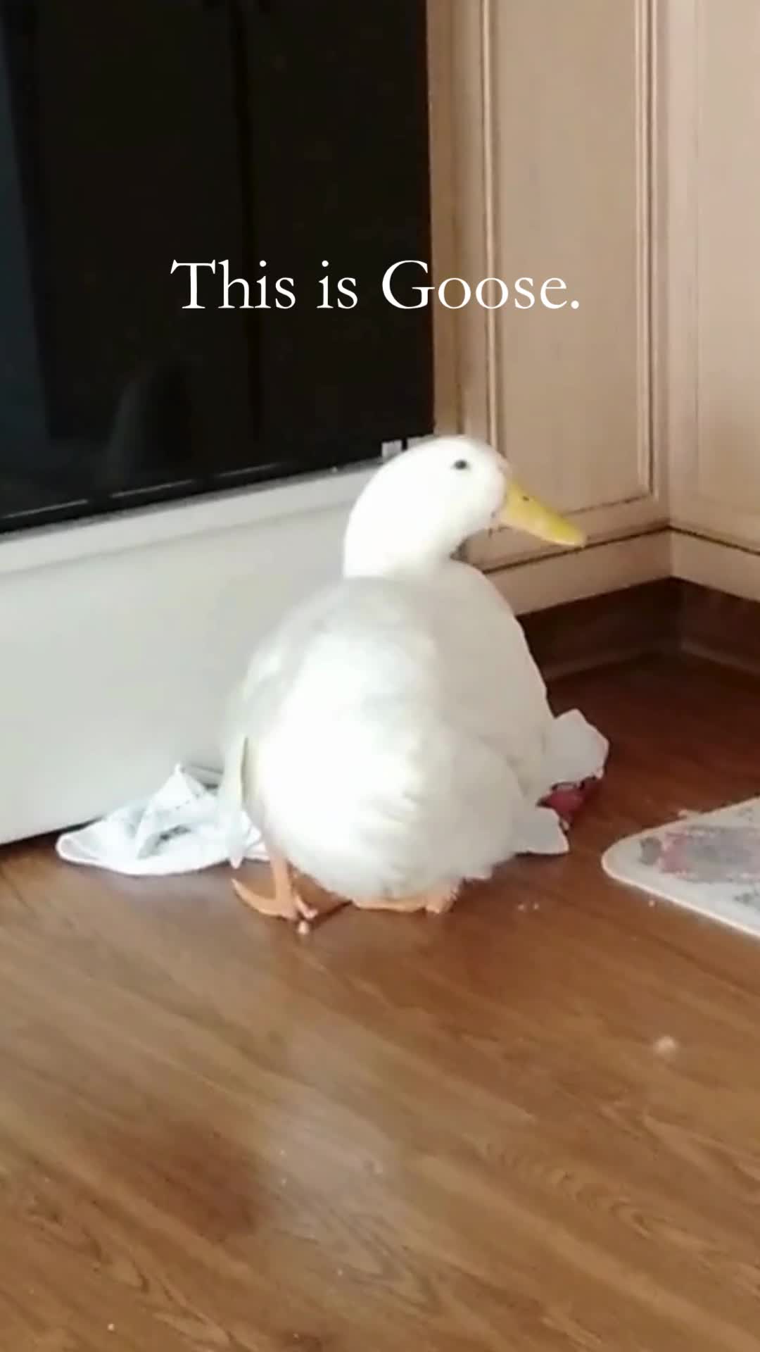 @aducknamedgoose