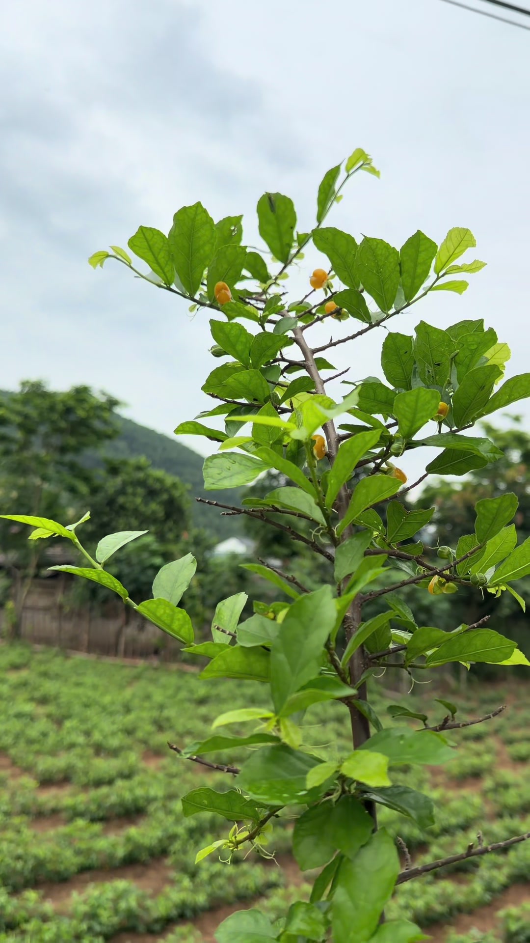 @Anh công