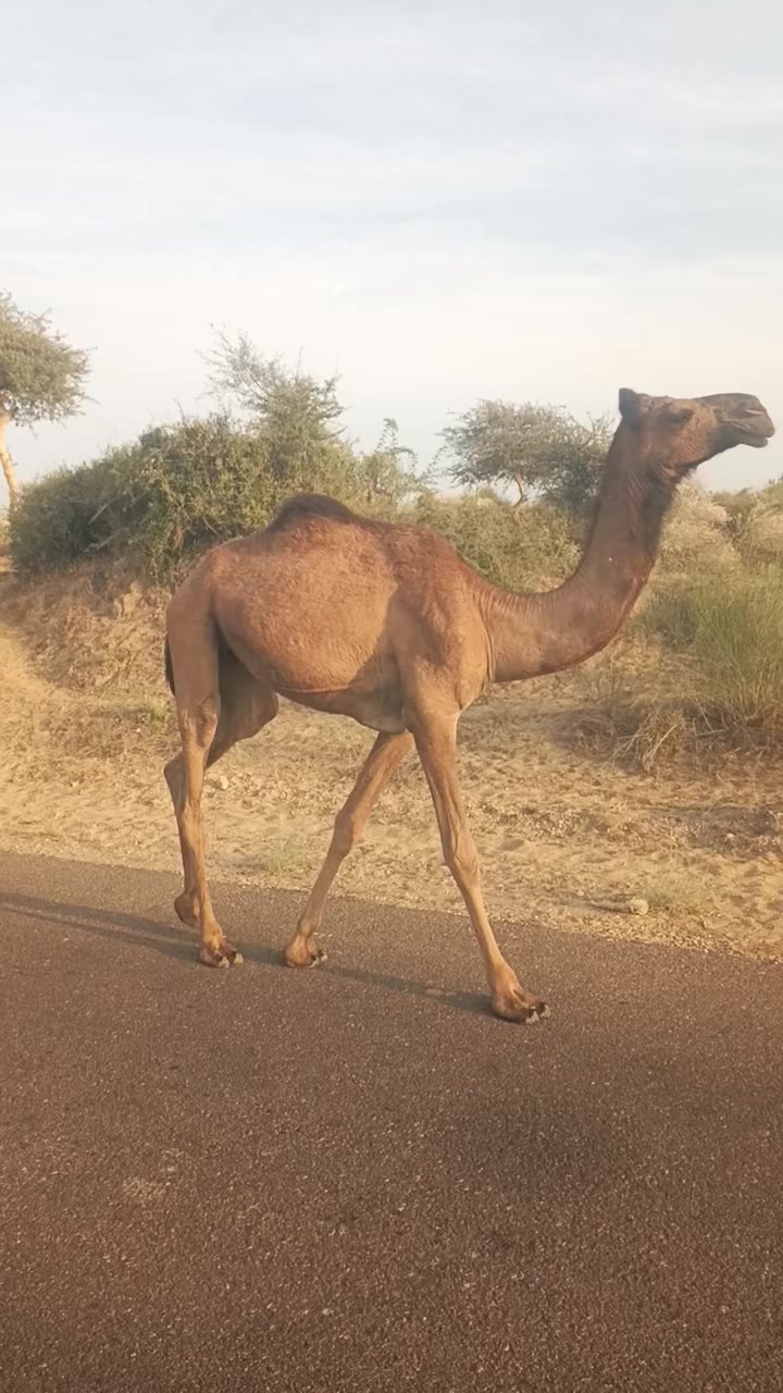 @Animals of desert
