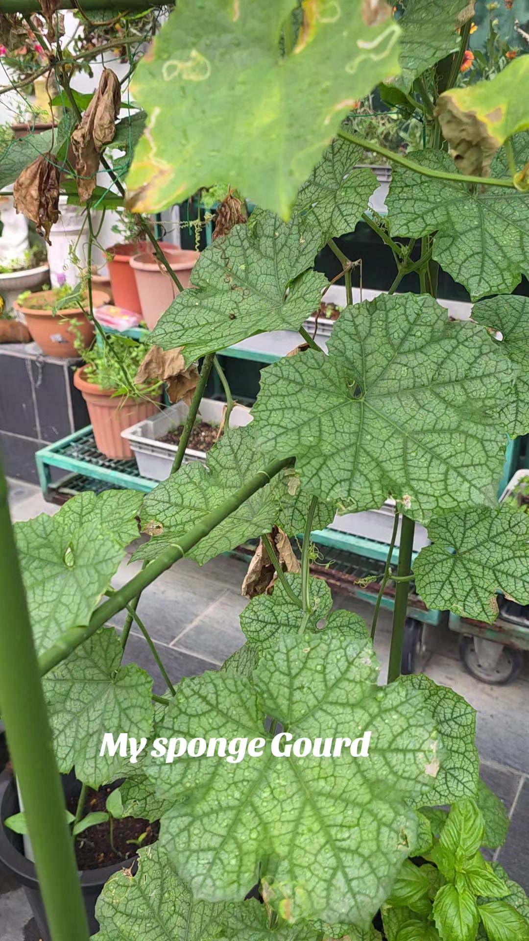 @TRIOgardening
