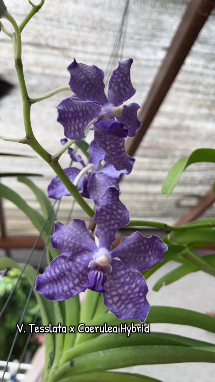 @Anggina Orchid