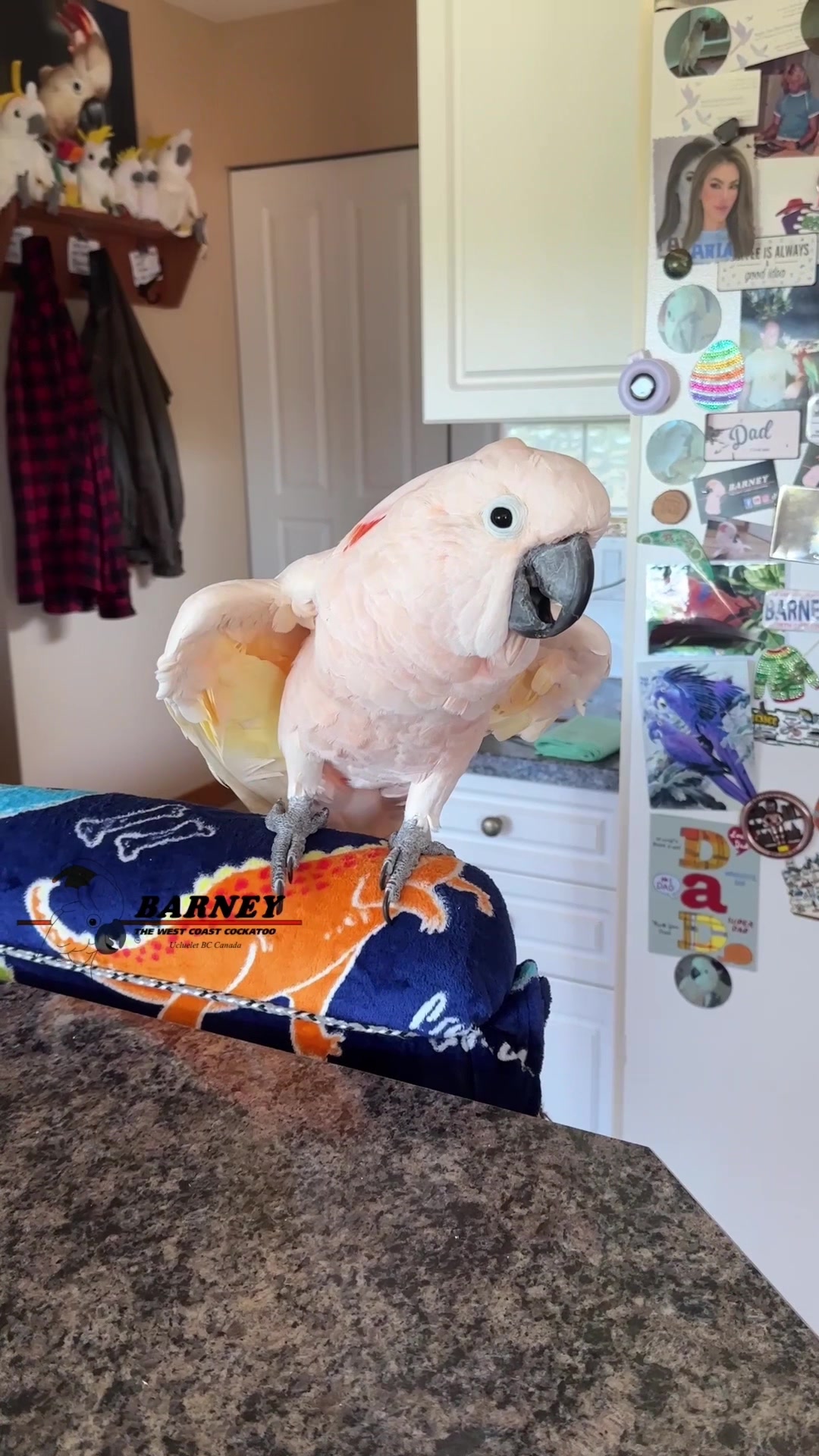 @Barney the West Coast Cockatoo