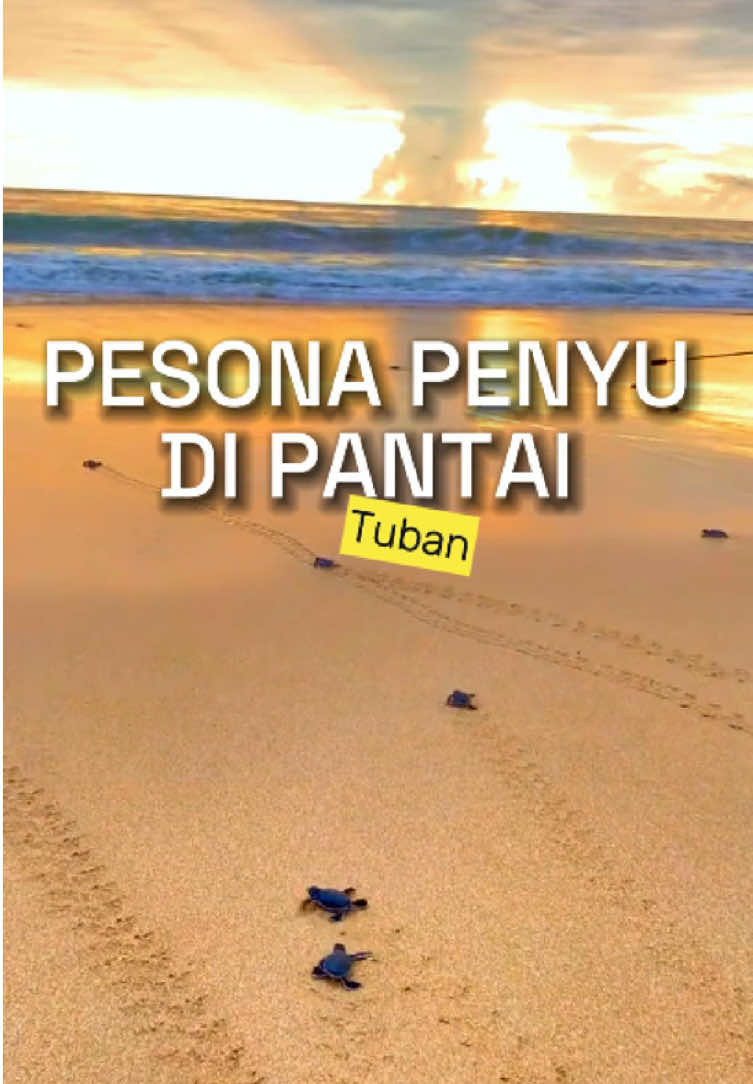 @ATLANTIC TUBAN