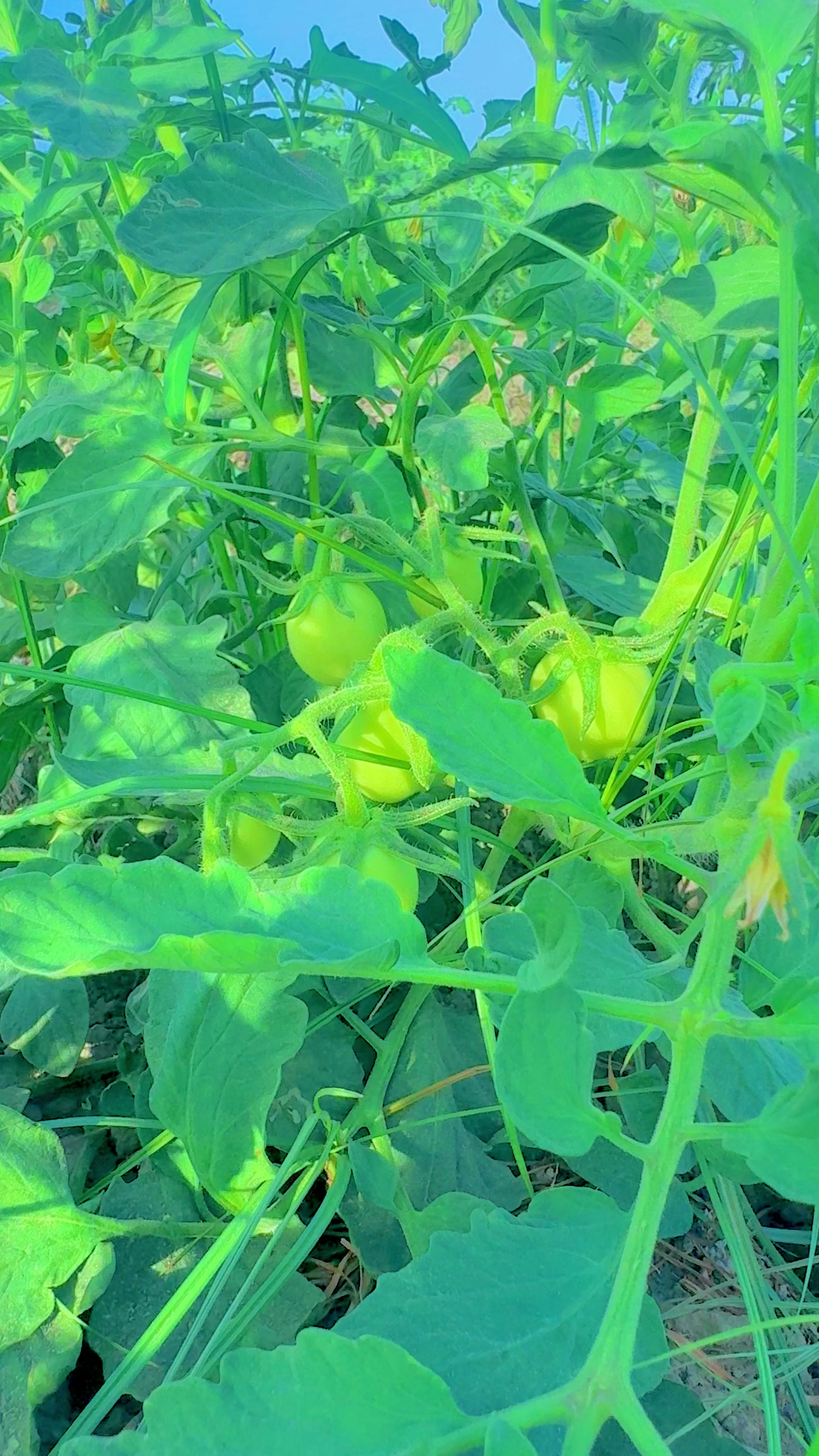 @Mehboob 786