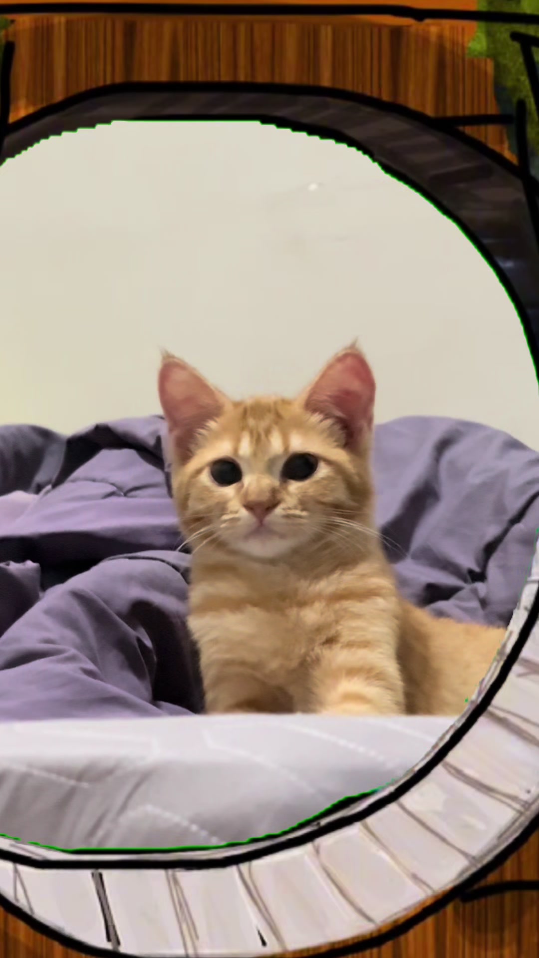@It’s MEow