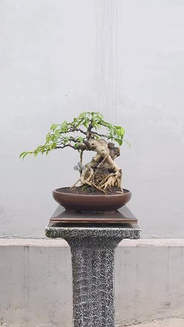 @Bonsai Mungil