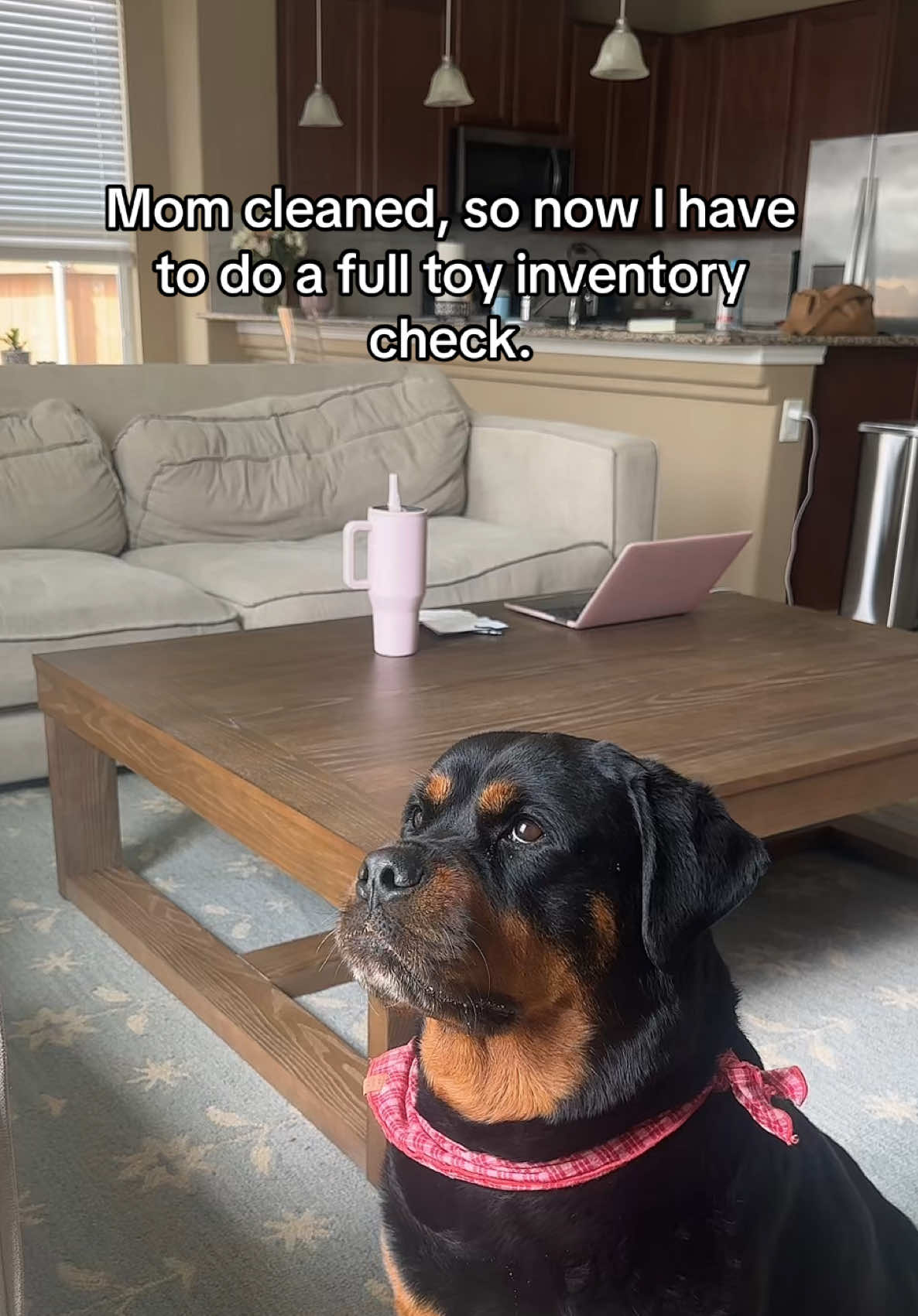 @Kasey the Rottie