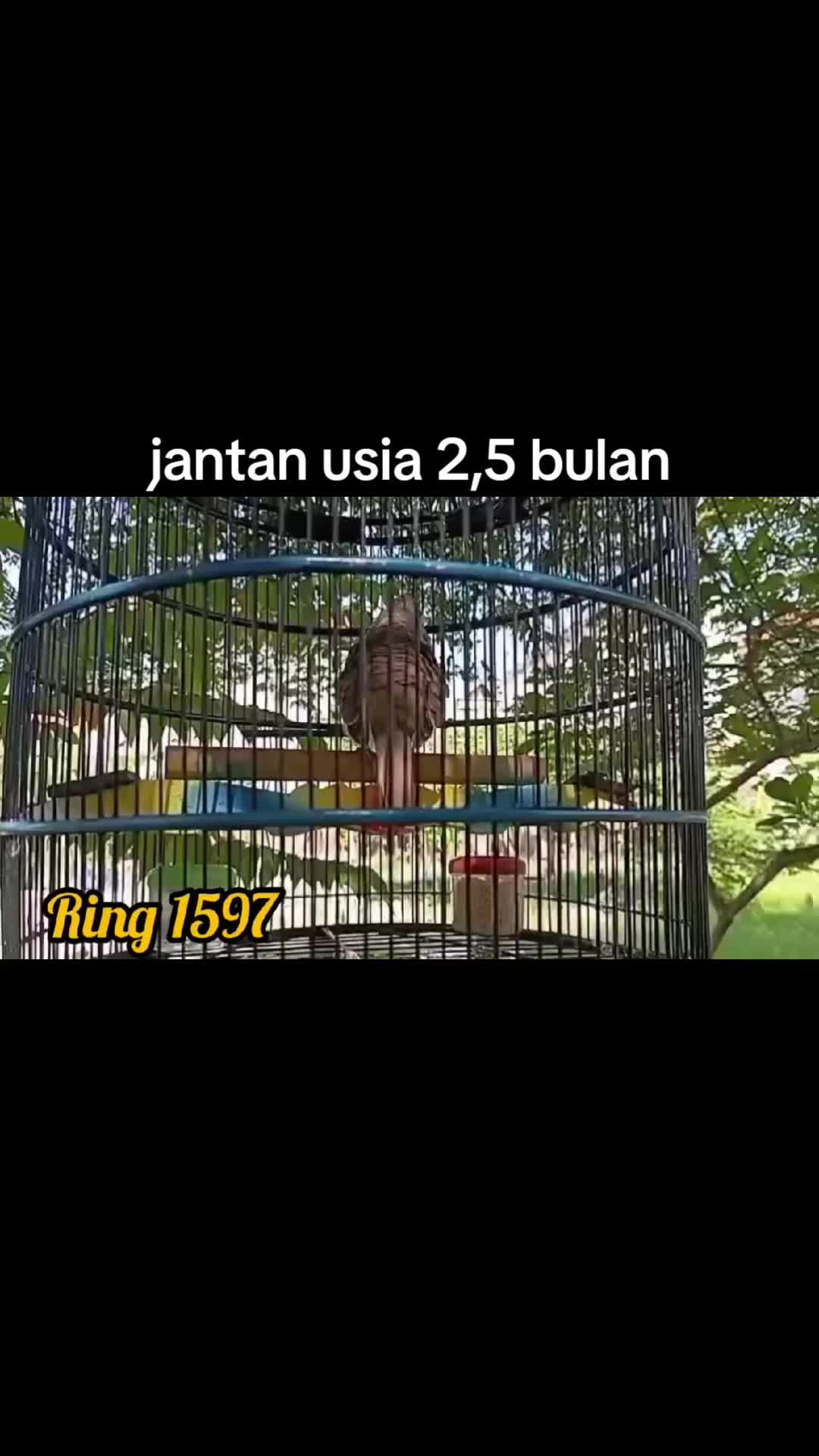 @ANTIQ BAROKAH