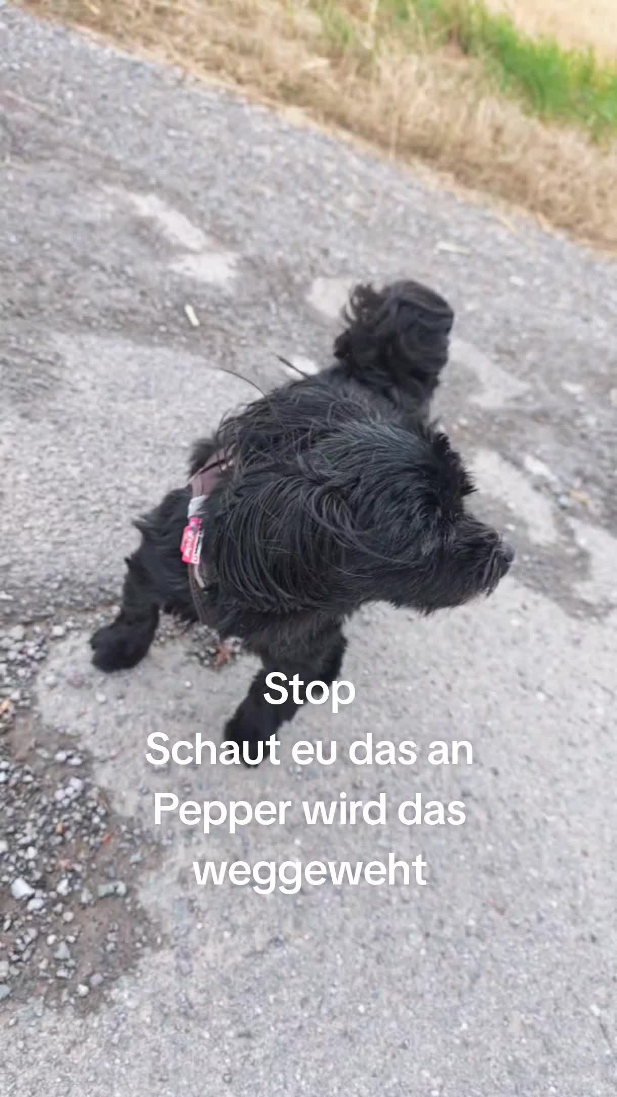 @P&ouml;ppi