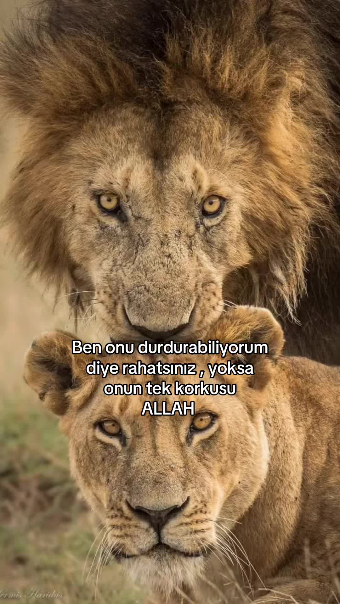 @Azizeakalın