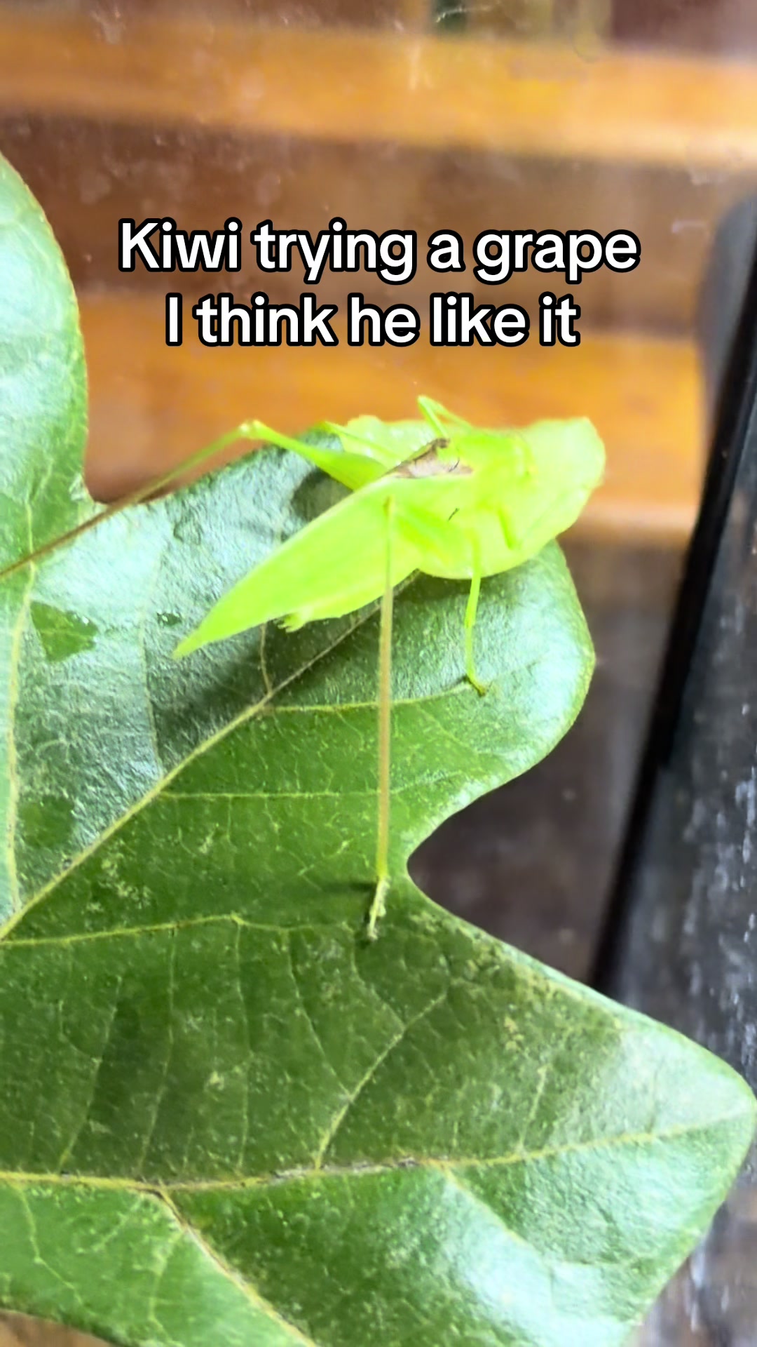 @🪲🐛Rain’s Exotic Pets🦗🐞