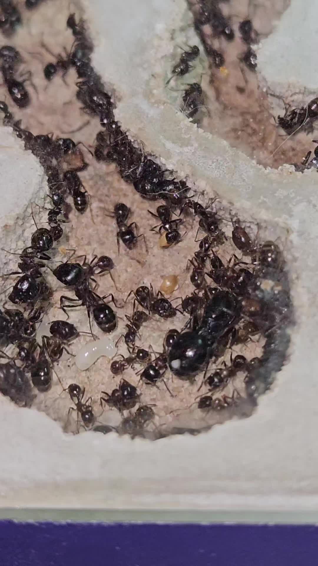 @Aaron's Ants