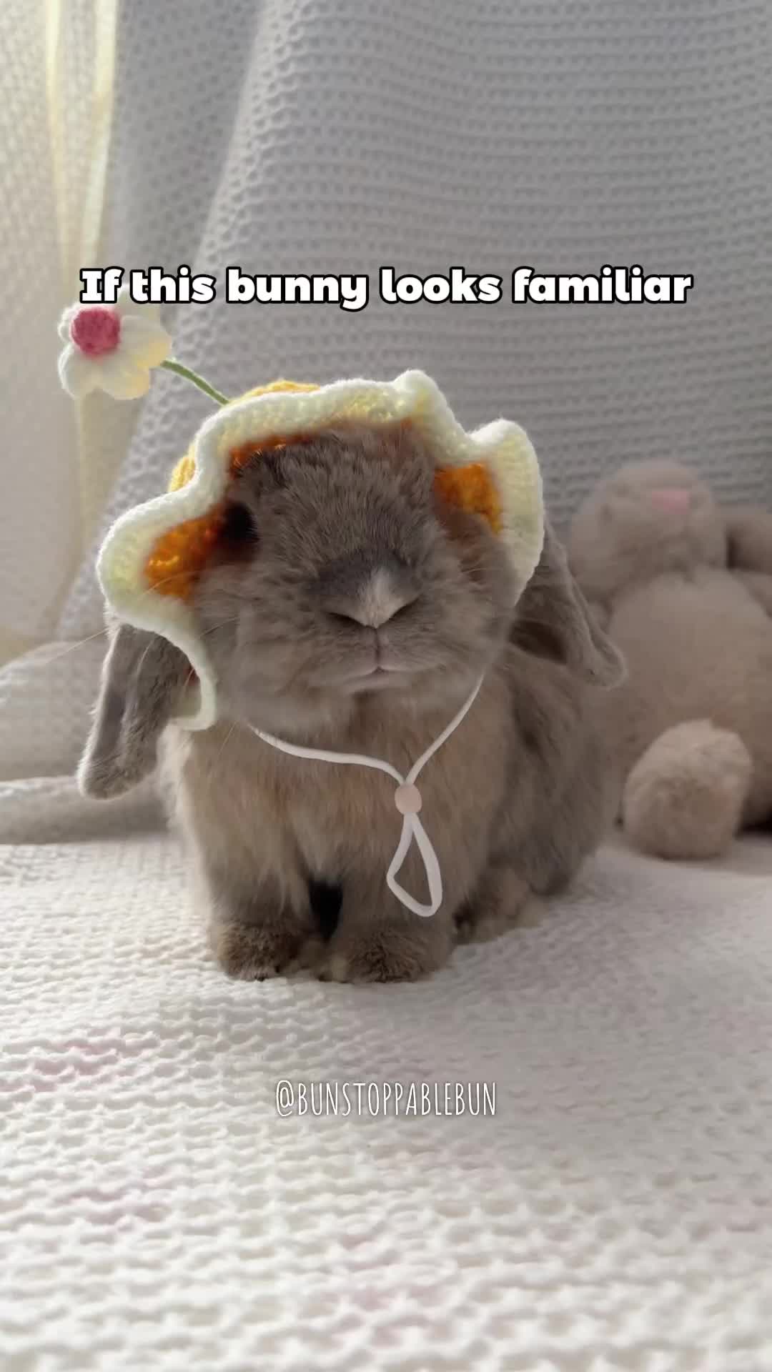 @BunBun, Mochi🌈, Chewy