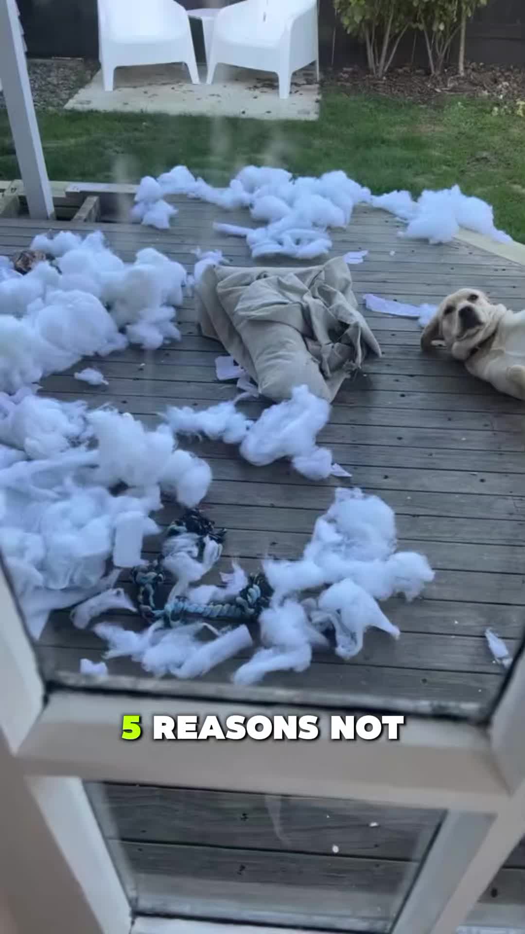 @PawblemsDaily