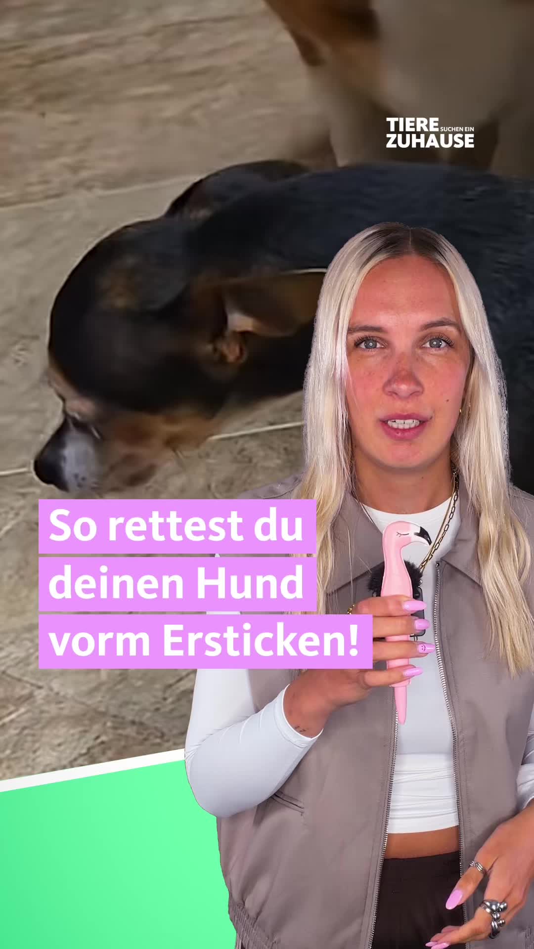 @Tiere suchen ein Zuhause