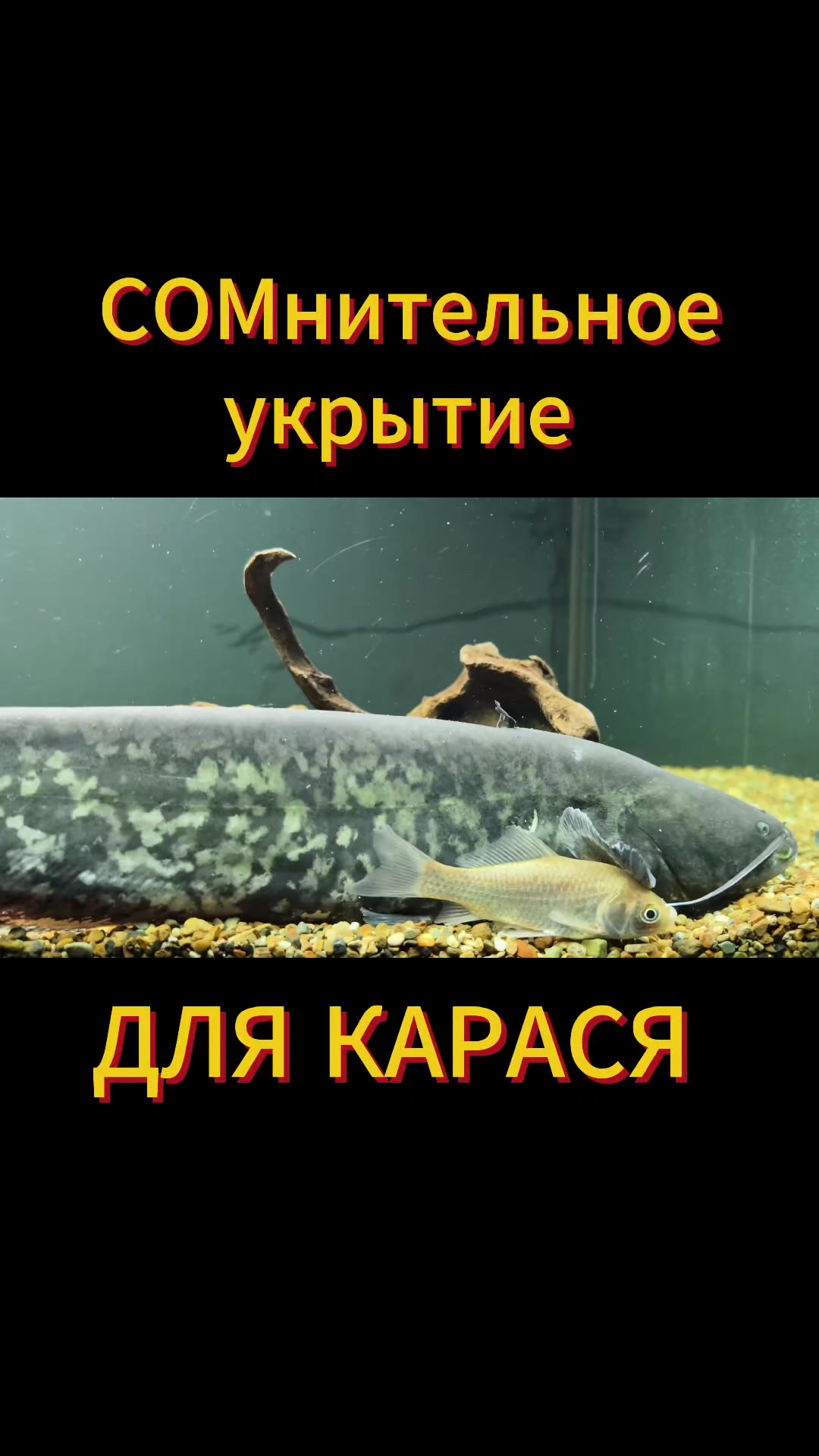@Судак в Аквариуме