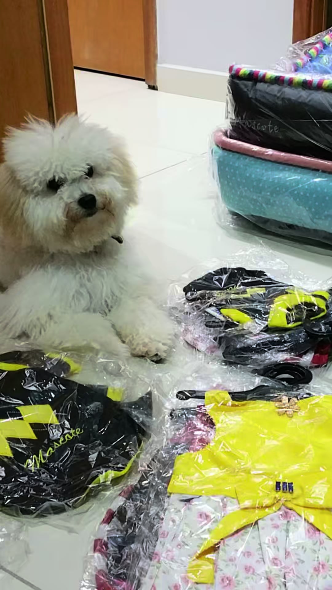 @Ninaboutiquepet