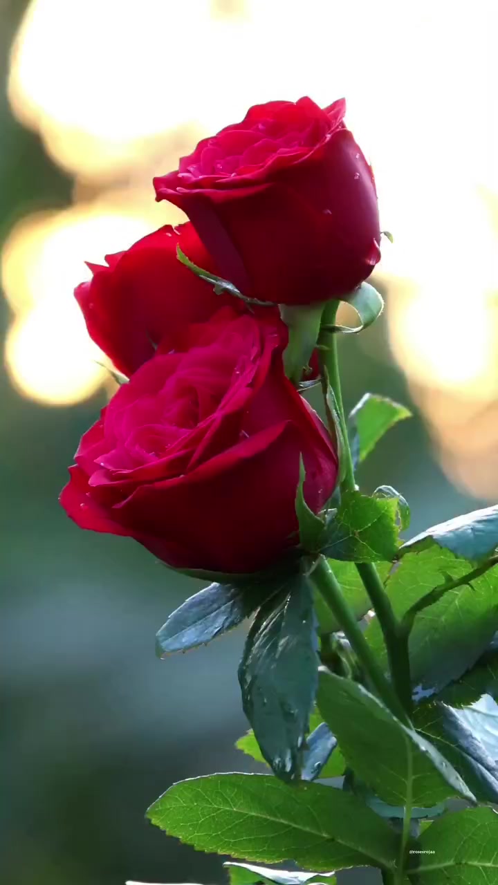 @Alicio amor infinito..