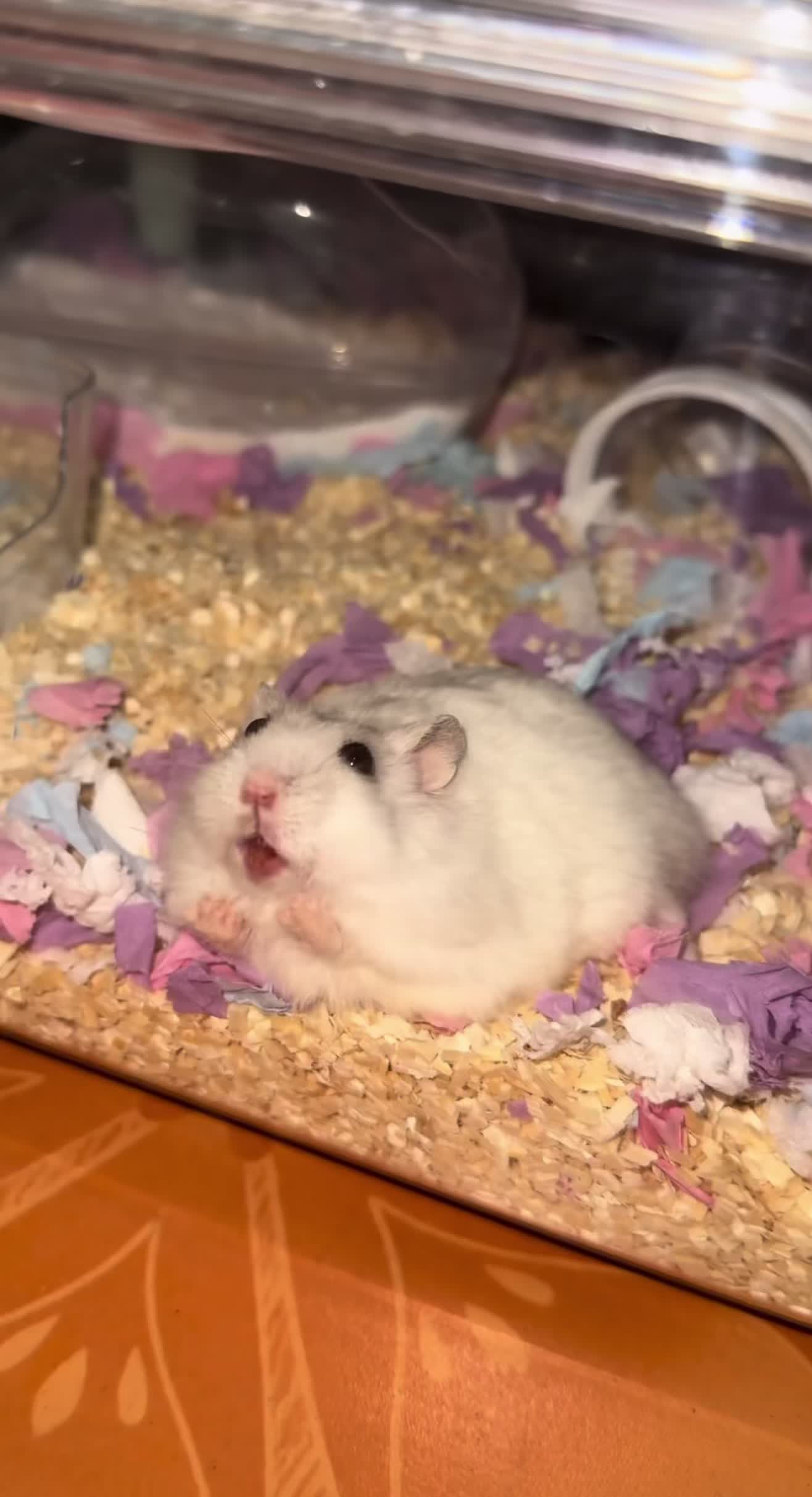 @chips.hamster