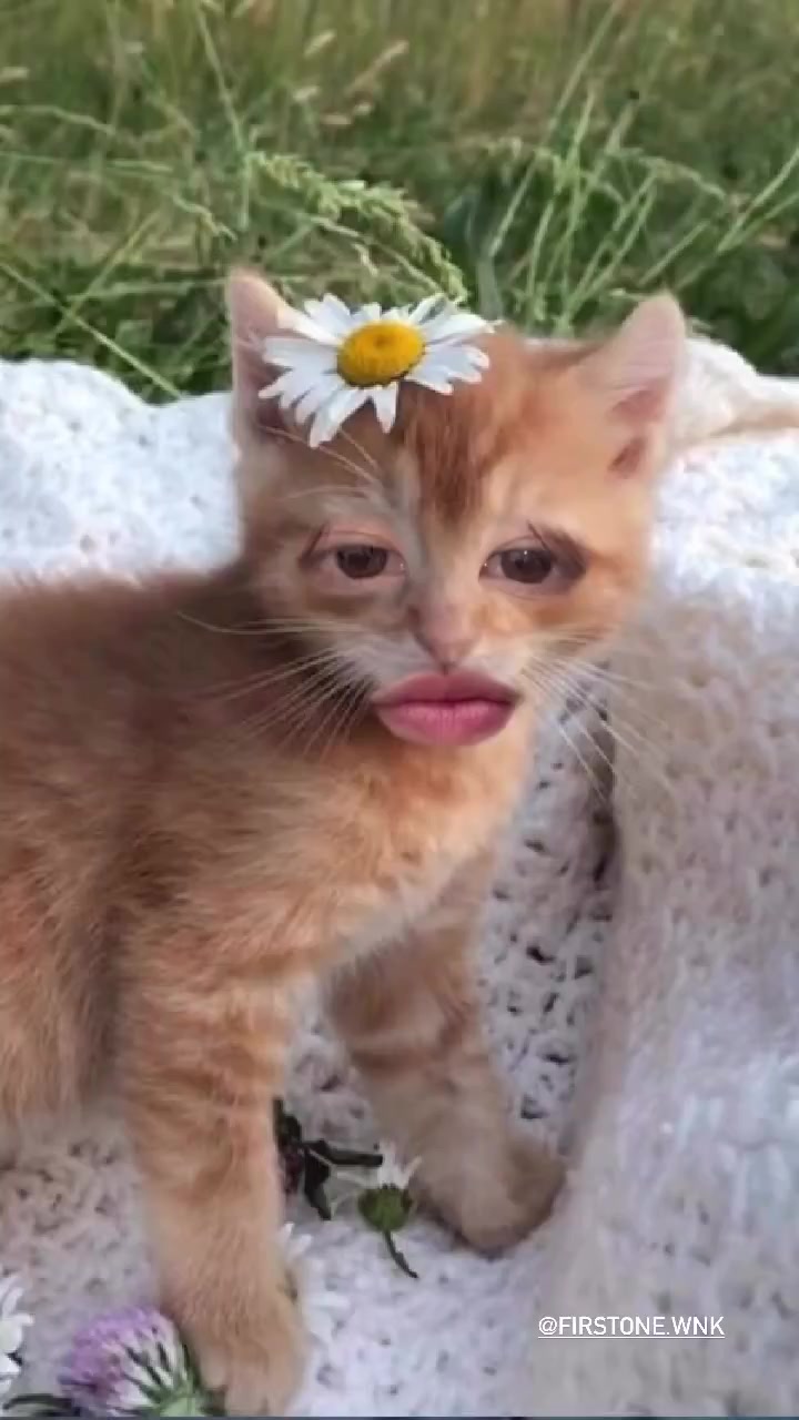 @𝐷𝓃𝓂𝒾𝑒𝓇𝒯𝒻𝑜_૮₍ ˃ ⤙ ˂ ₎ა