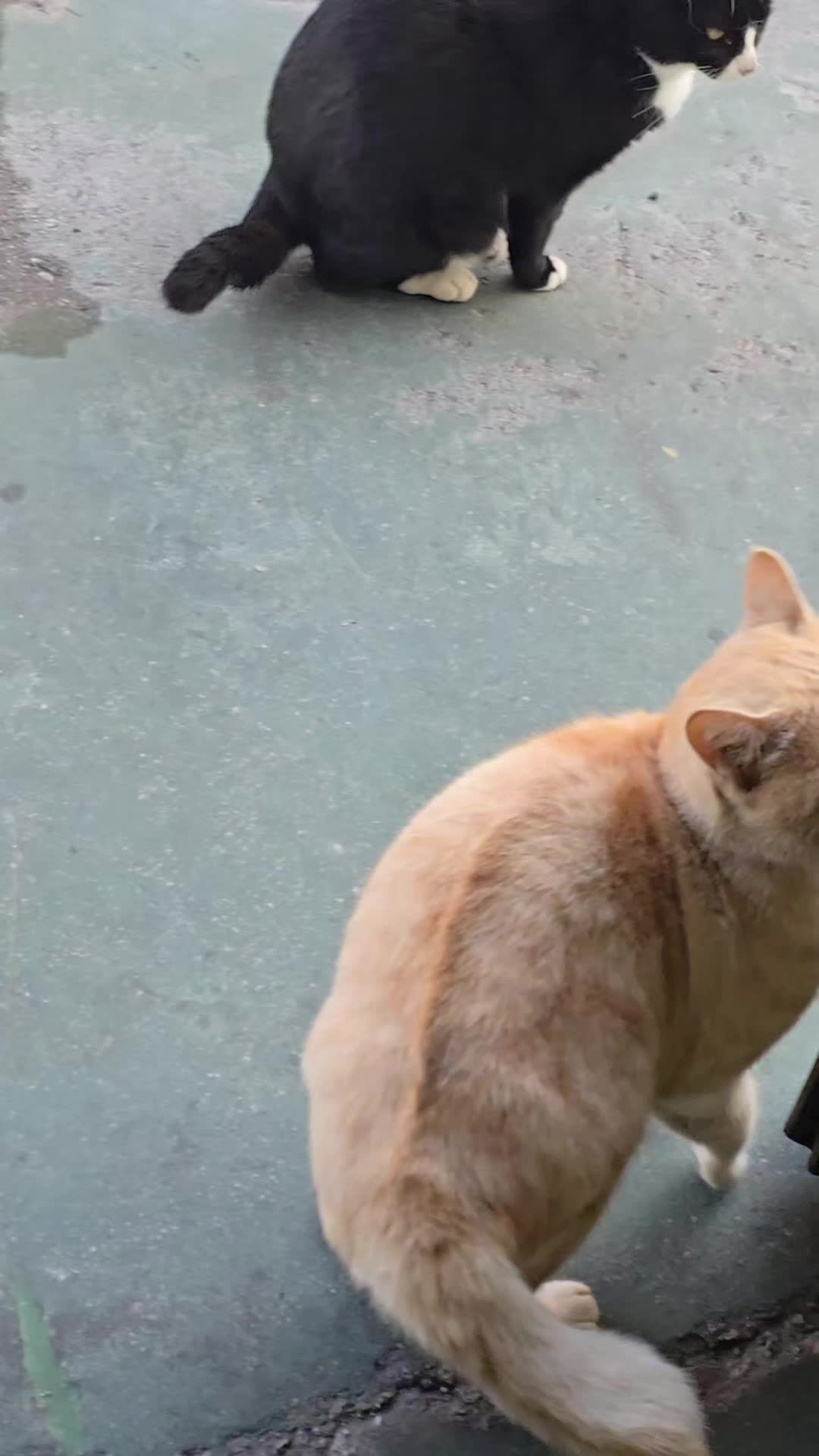 @고양이 형아