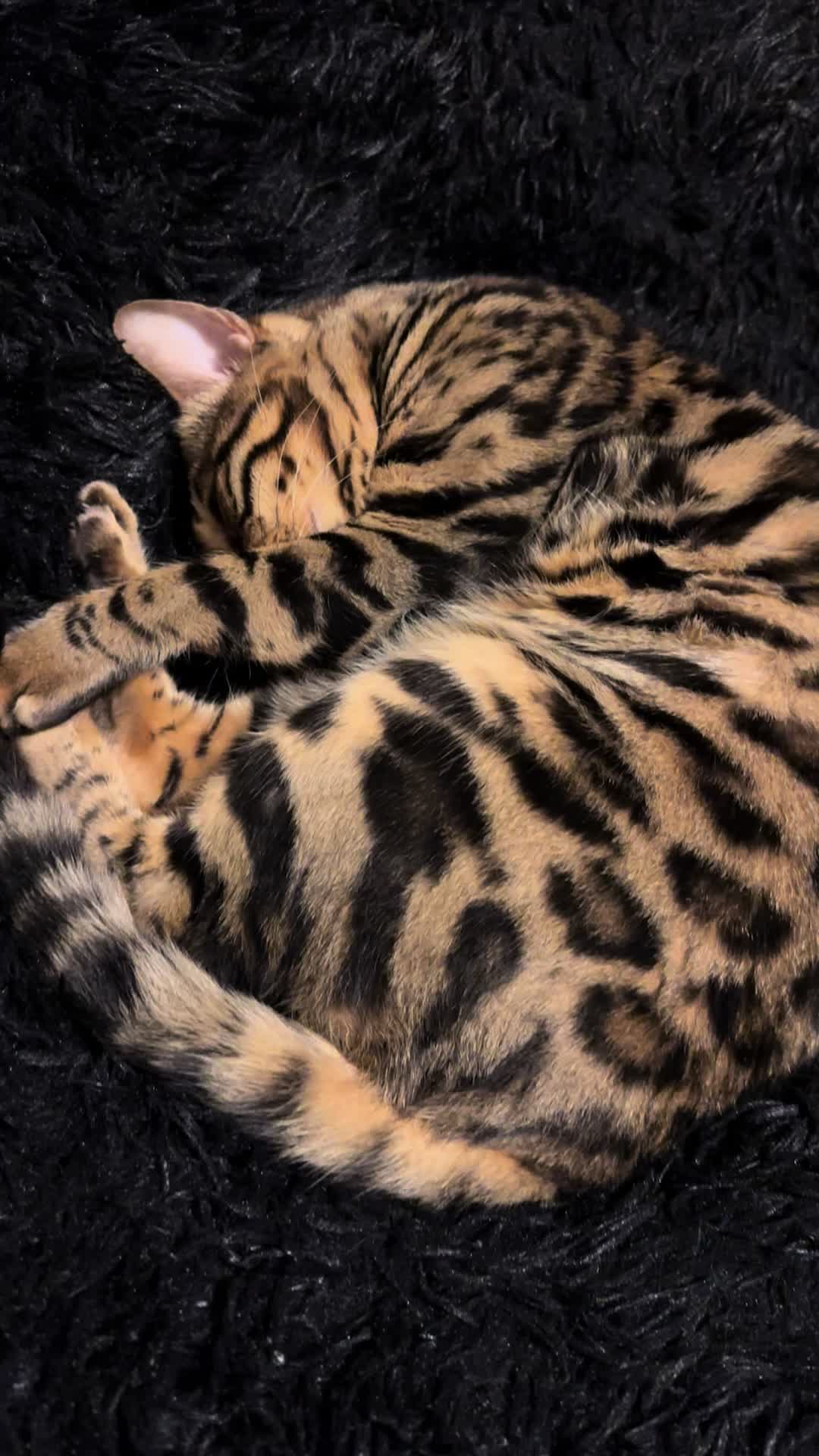 @Tiny Leopard Cats