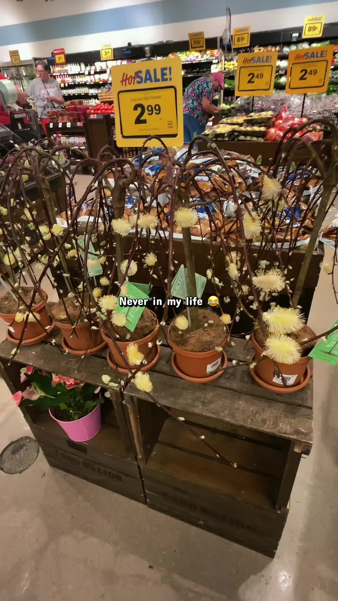 @Alexis 🦋