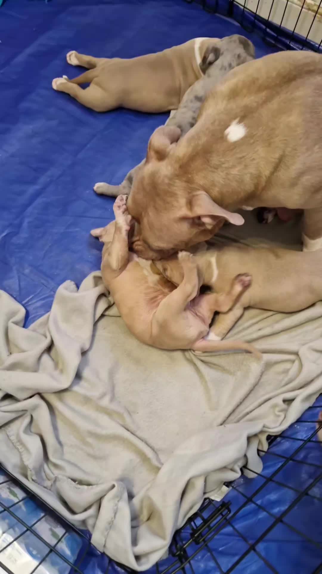 @Baby'sNala