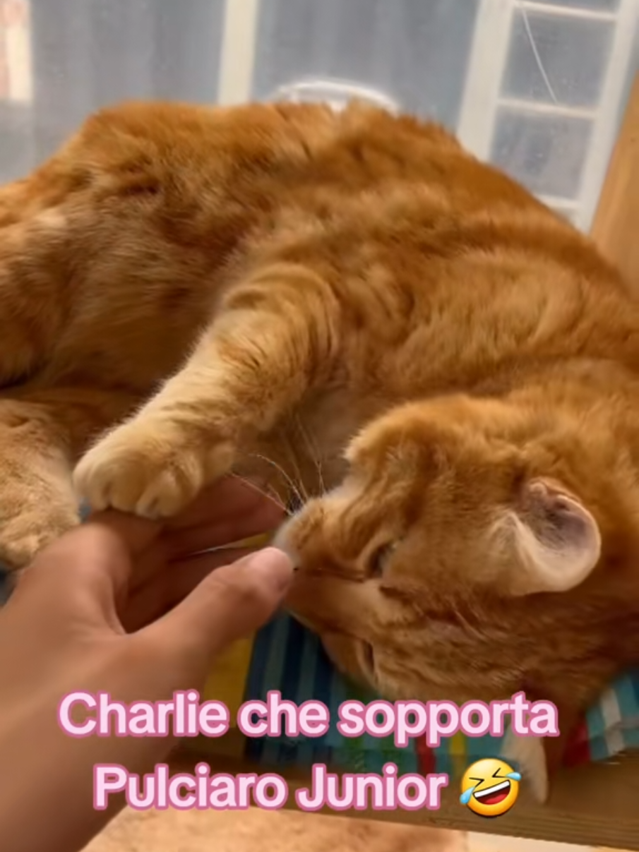 @Isobel ❤️ Pandora & SkifoGatti