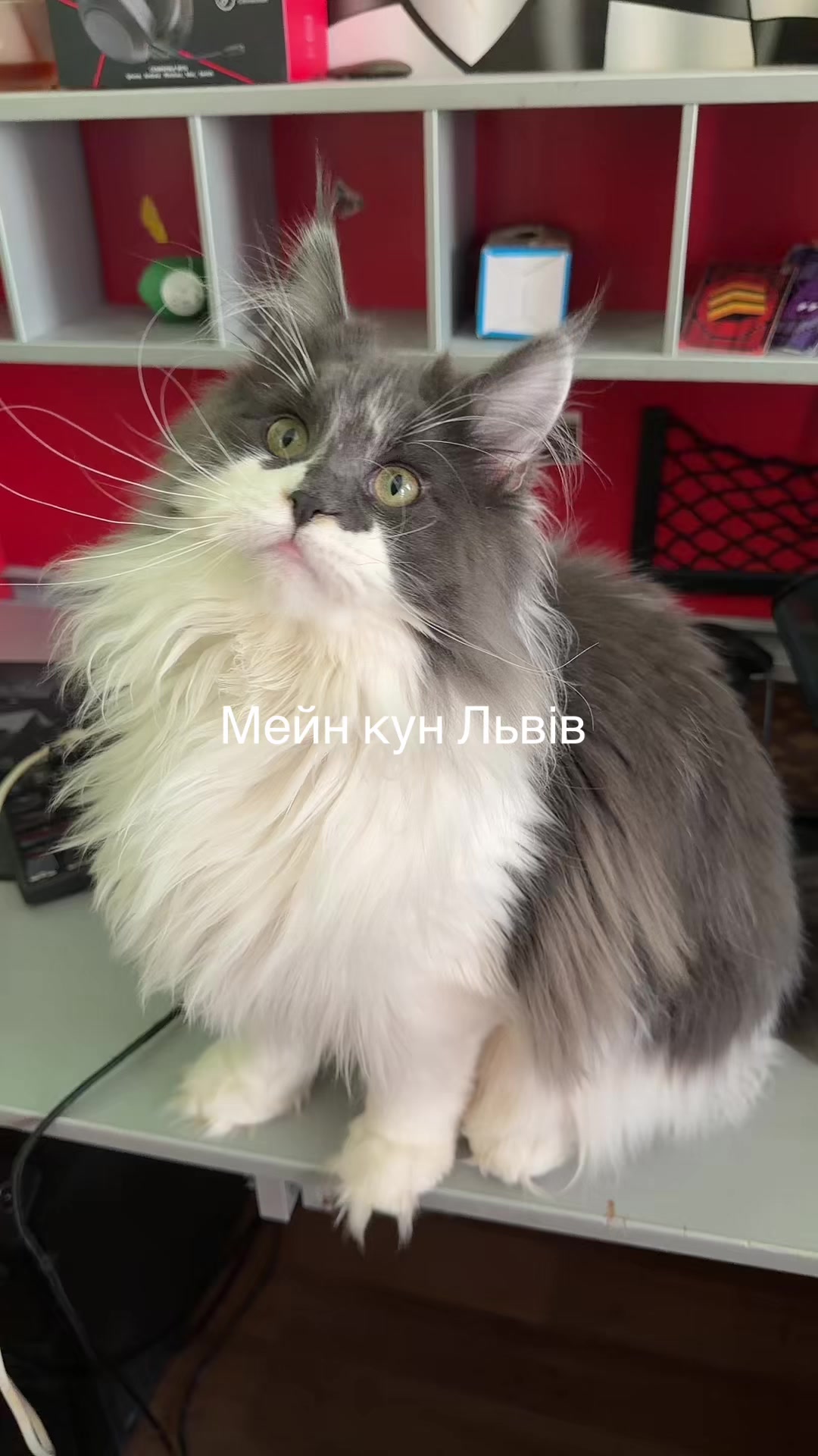 @PARAKENTOS*UA Maine coon