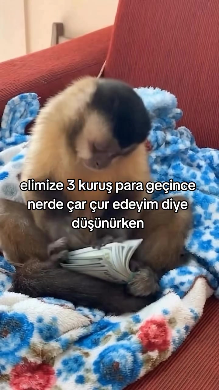 @rolland