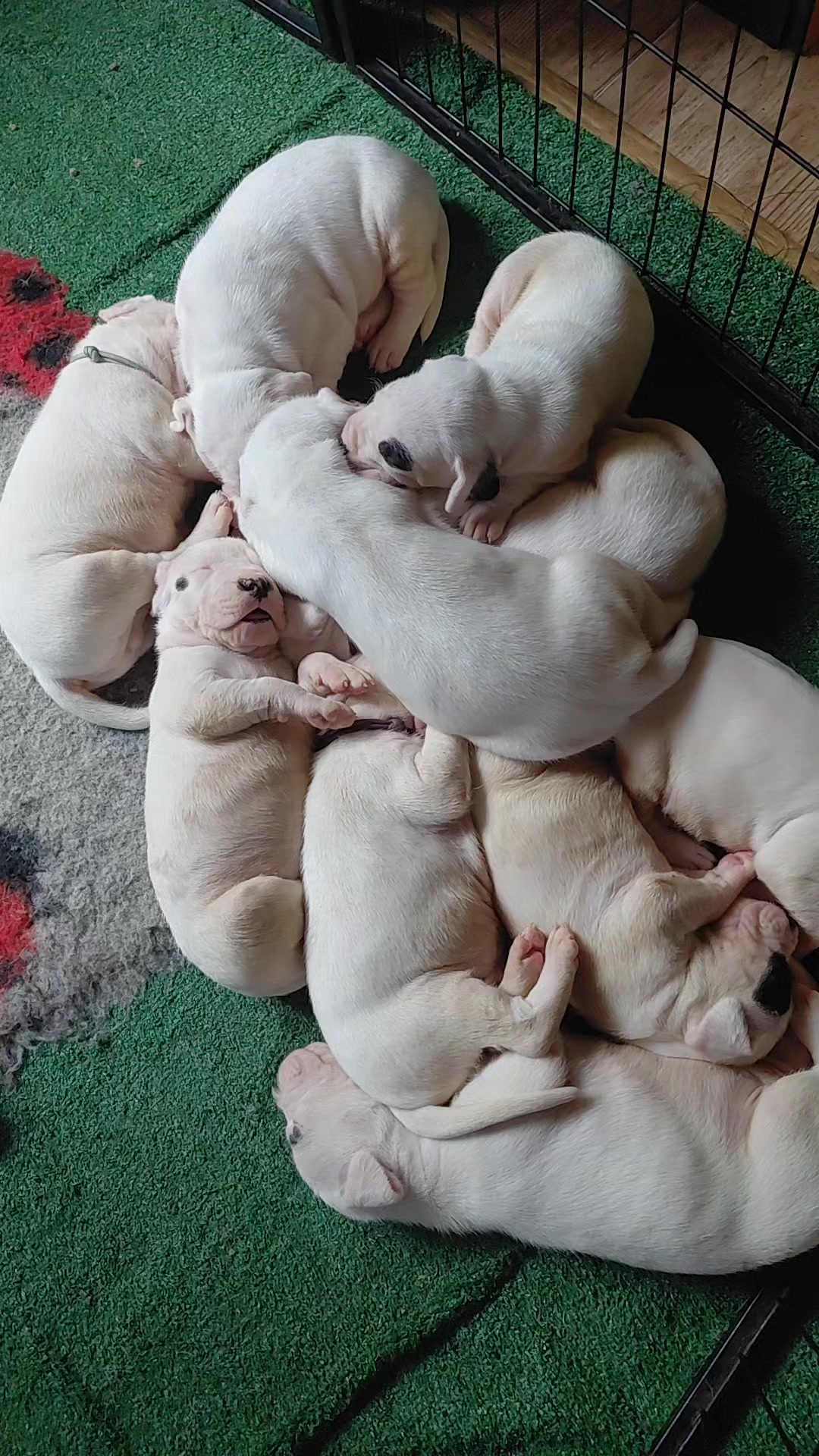 @Viola Trojan Dogo Argentino