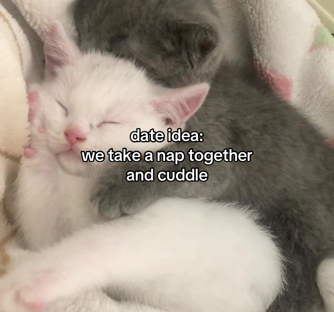 @Alice.cattok