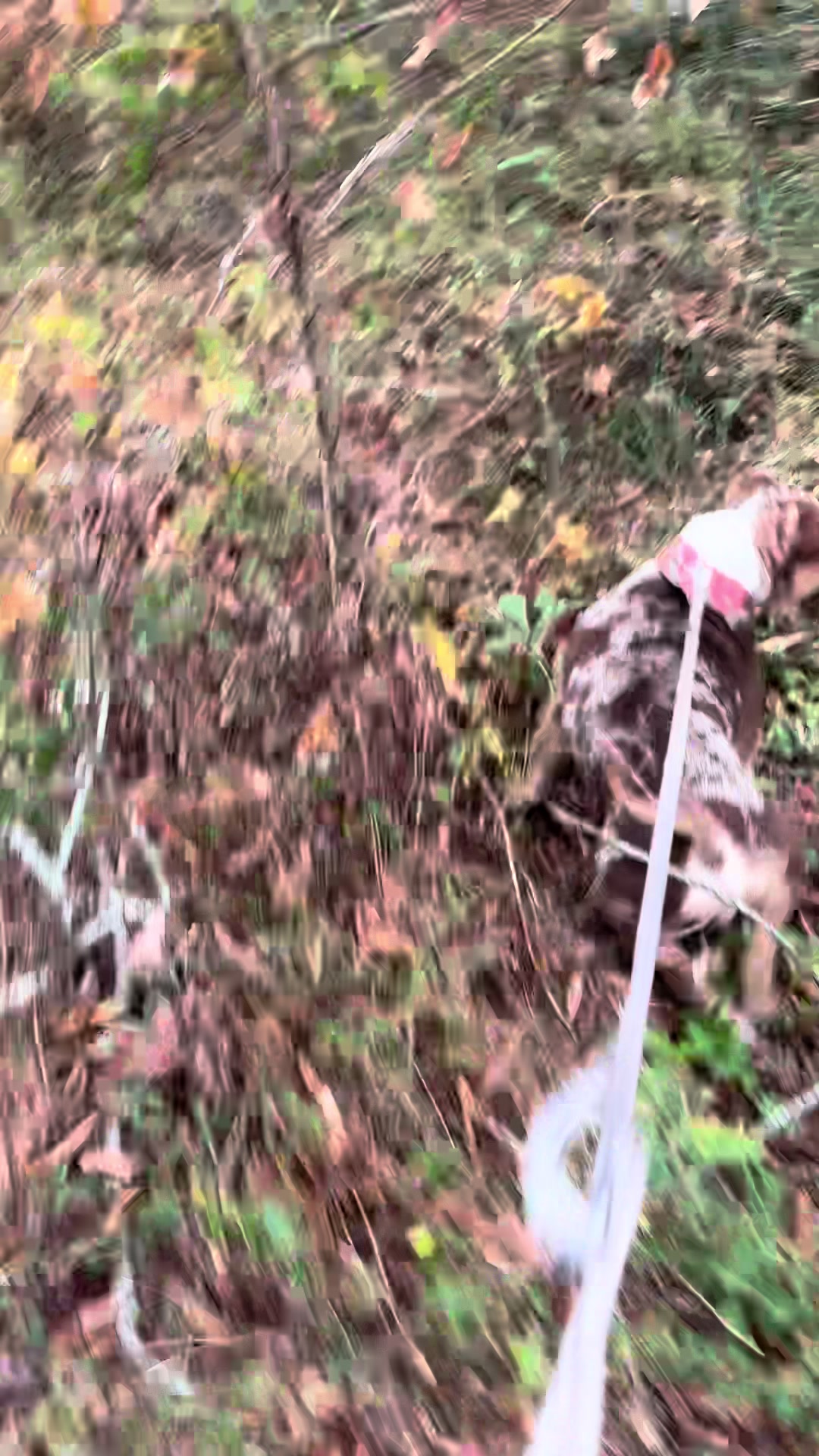 @DSGKENNELS